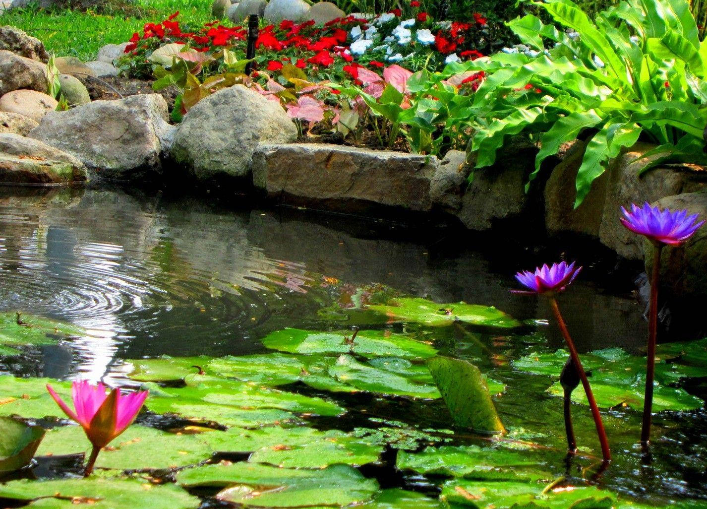 green rippling pond, vibrant pink and purple water lilies, lush green lily pads, HD Desktop Wallpaper