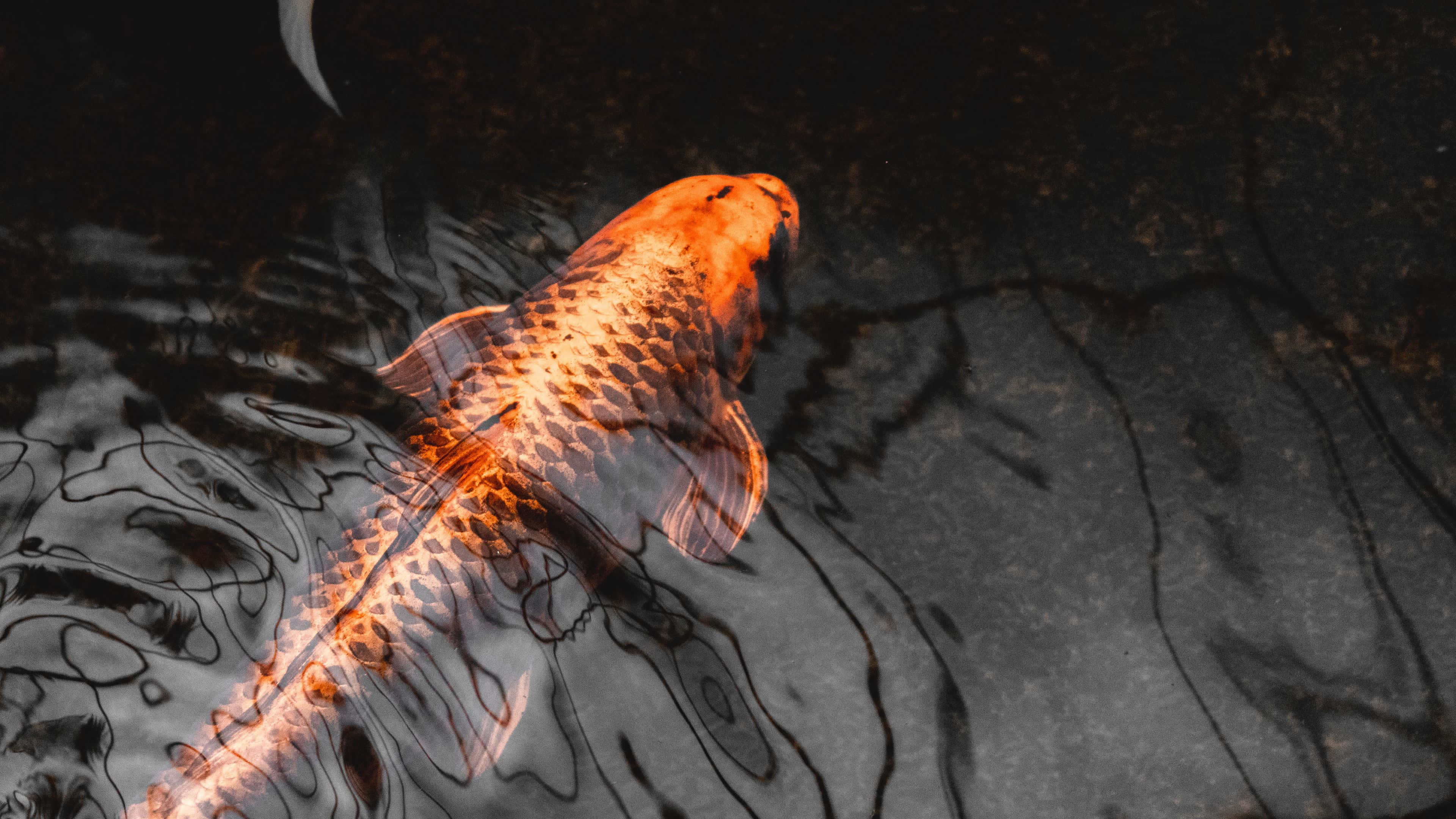 koi fish, dark rippling water, orange, 4K Desktop Wallpaper