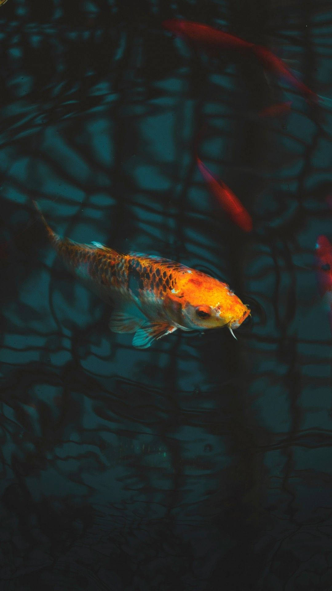 koi fish, orange, teal water, Full HD Phone Wallpaper