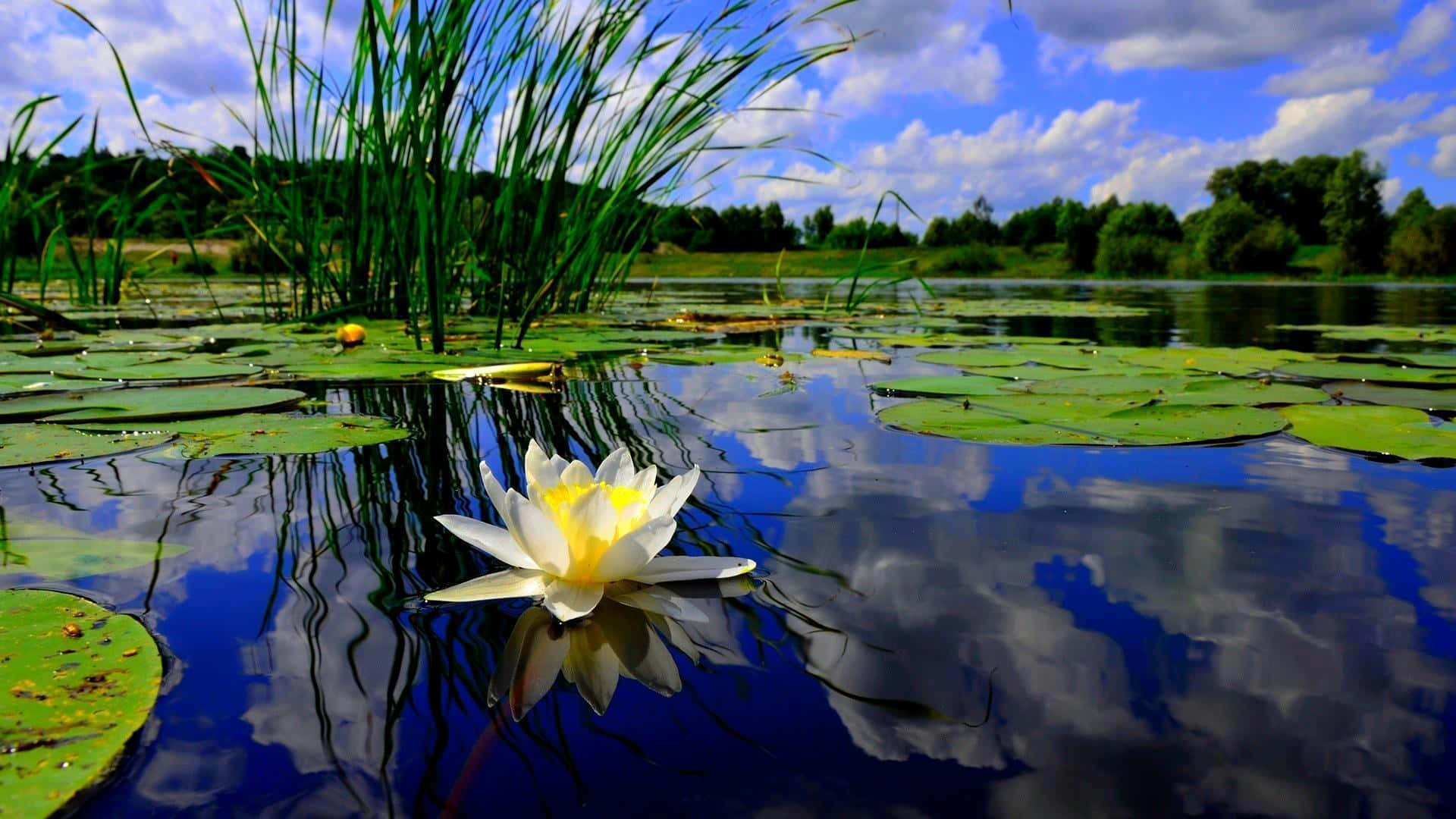 white water lily, calm pond, blue sky, Full HD Desktop Wallpaper