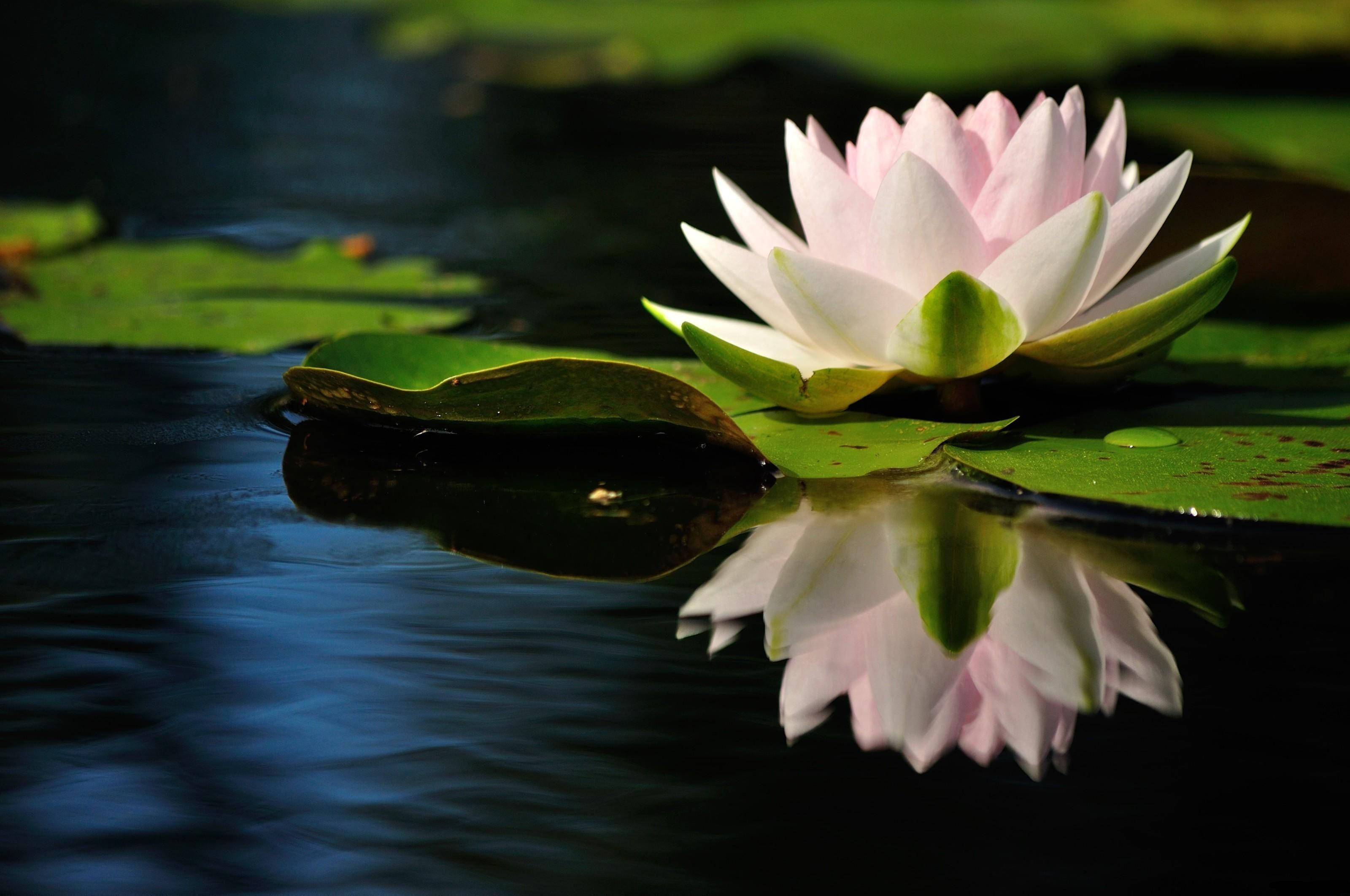 pond, lotus flower, pink water lily, 2K Desktop Wallpaper