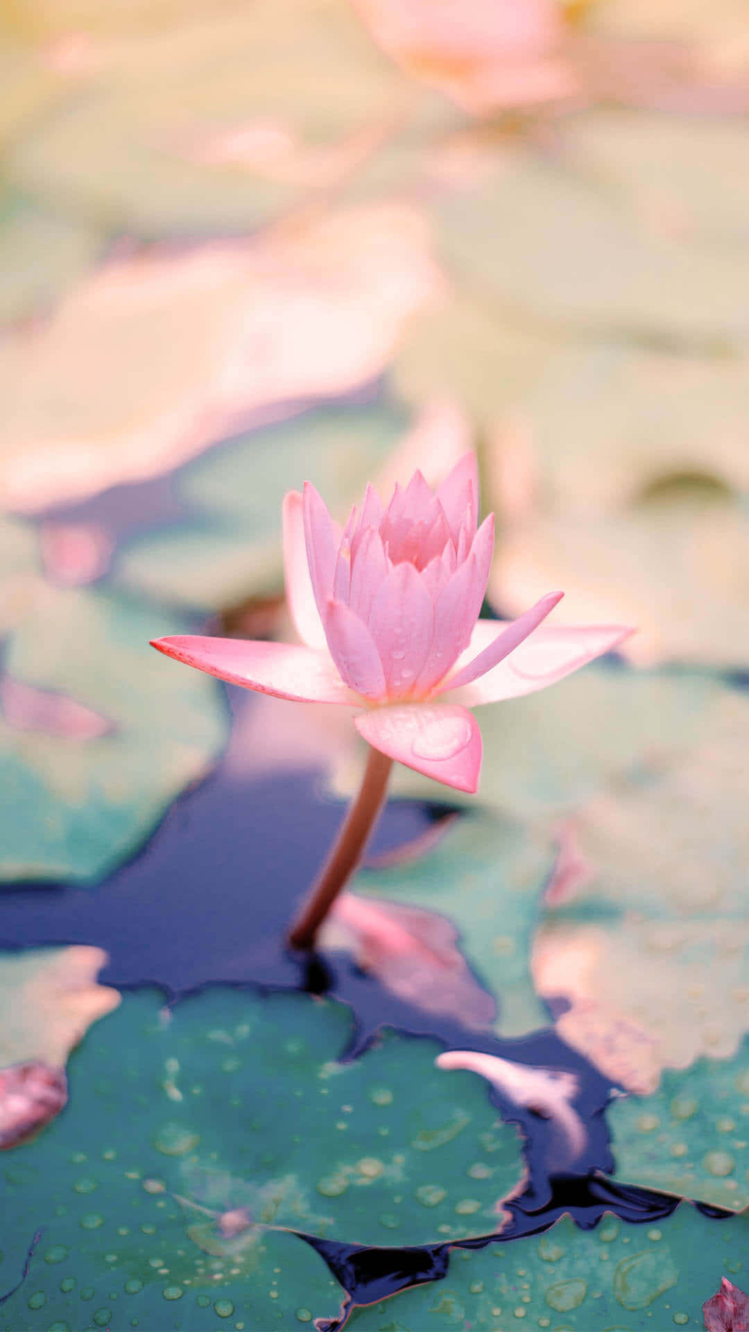 Aesthetic Baby Pink Lotus, pink water lily, pond, Full HD Phone Wallpaper