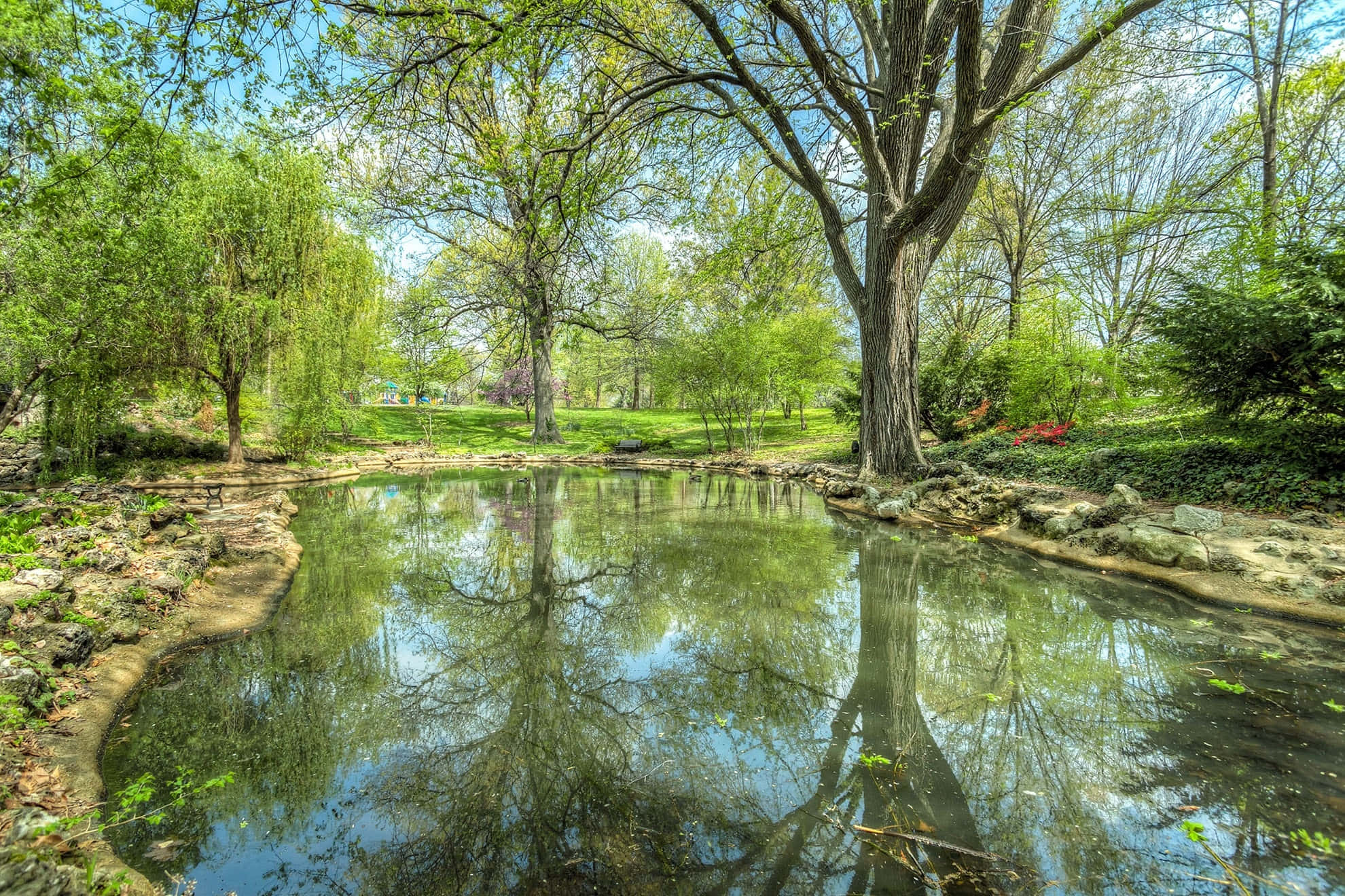 Green Forest, pond, towering trees, Full HD Desktop Wallpaper