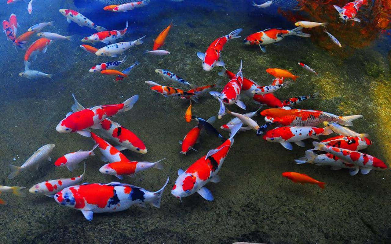 koi fish, pond, mossy pond bottom, HD Desktop Wallpaper
