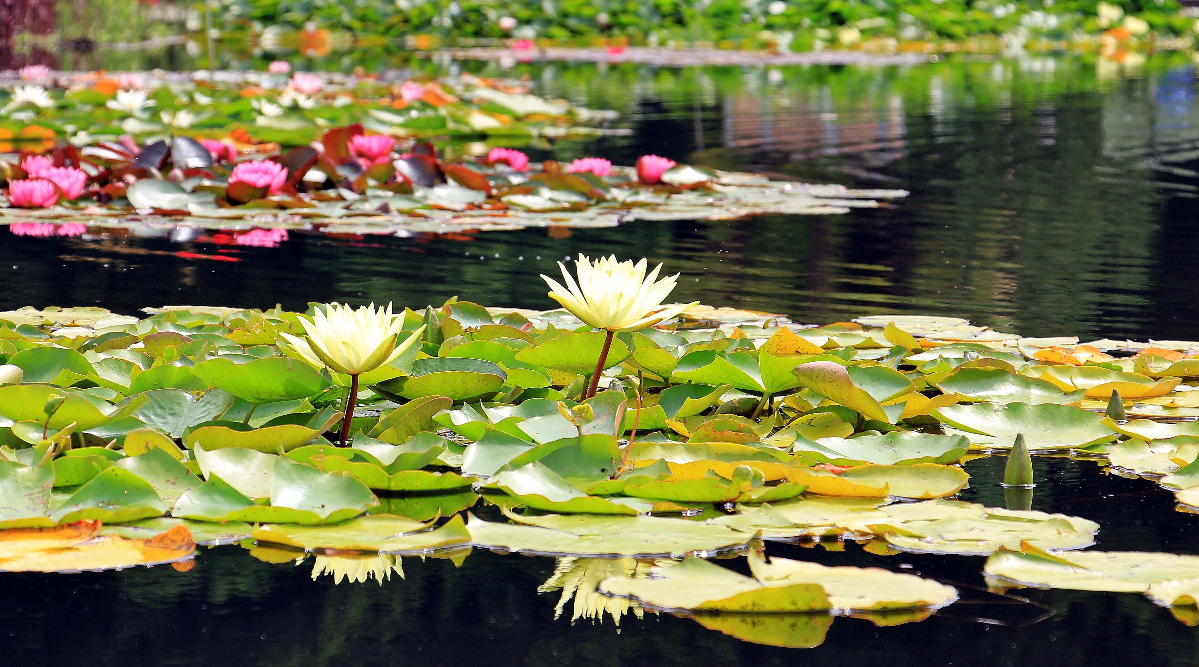 magical pond, water lilies, pink and white water lilies, 4K Desktop Wallpaper