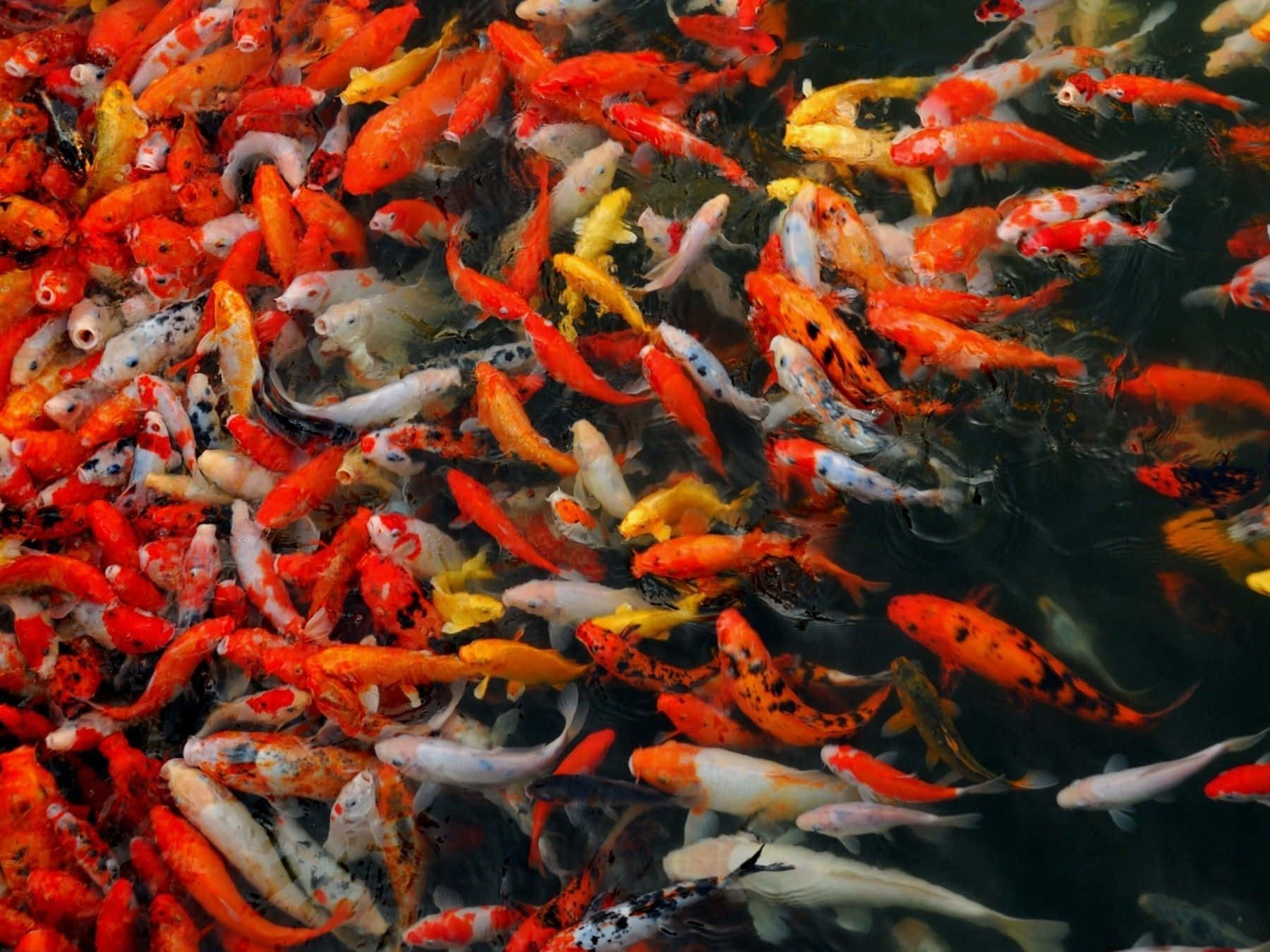 koi fish, pond, orange, HD Desktop Wallpaper