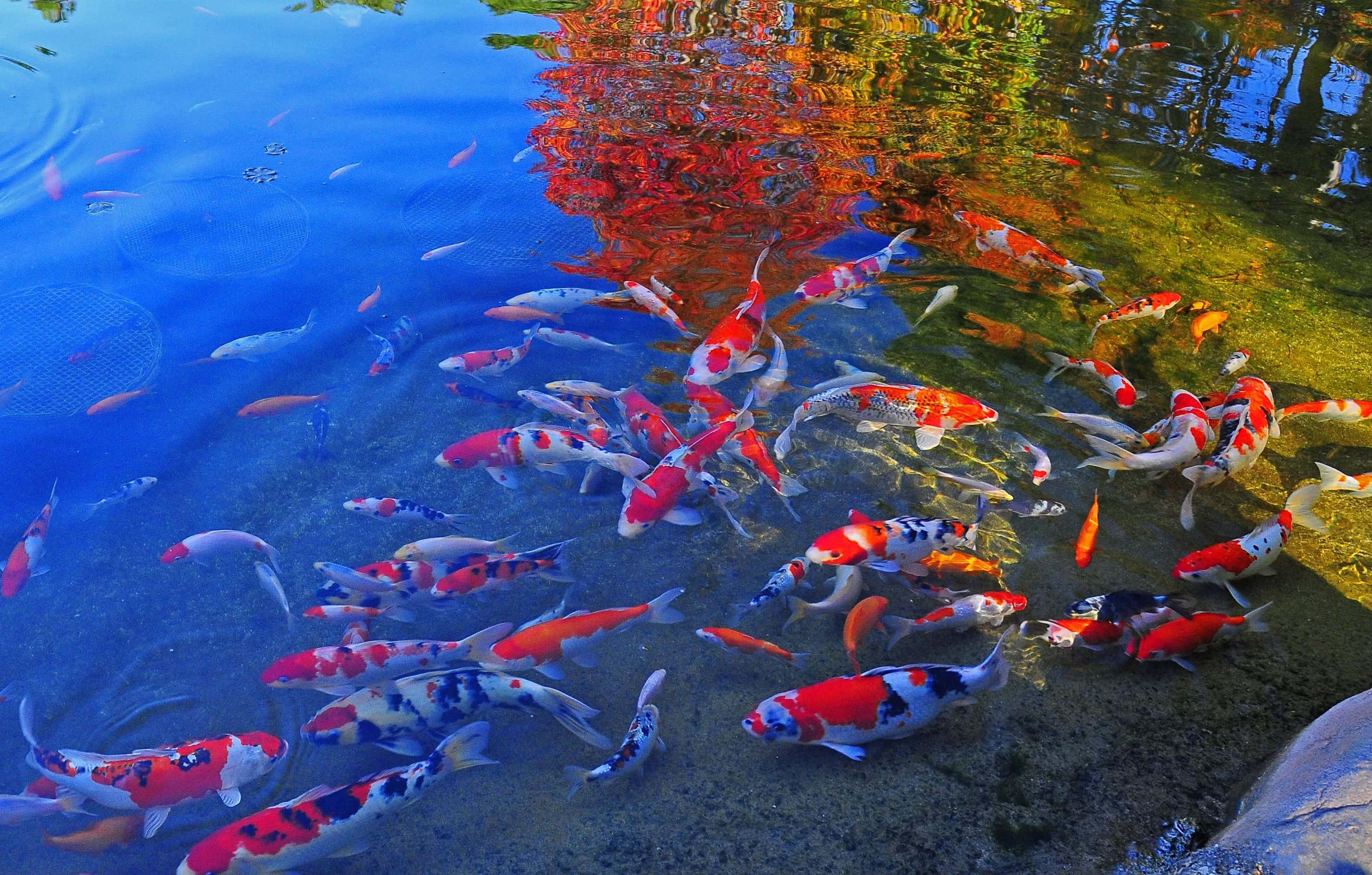 koi fish, pond, autumn, 2K Desktop Wallpaper
