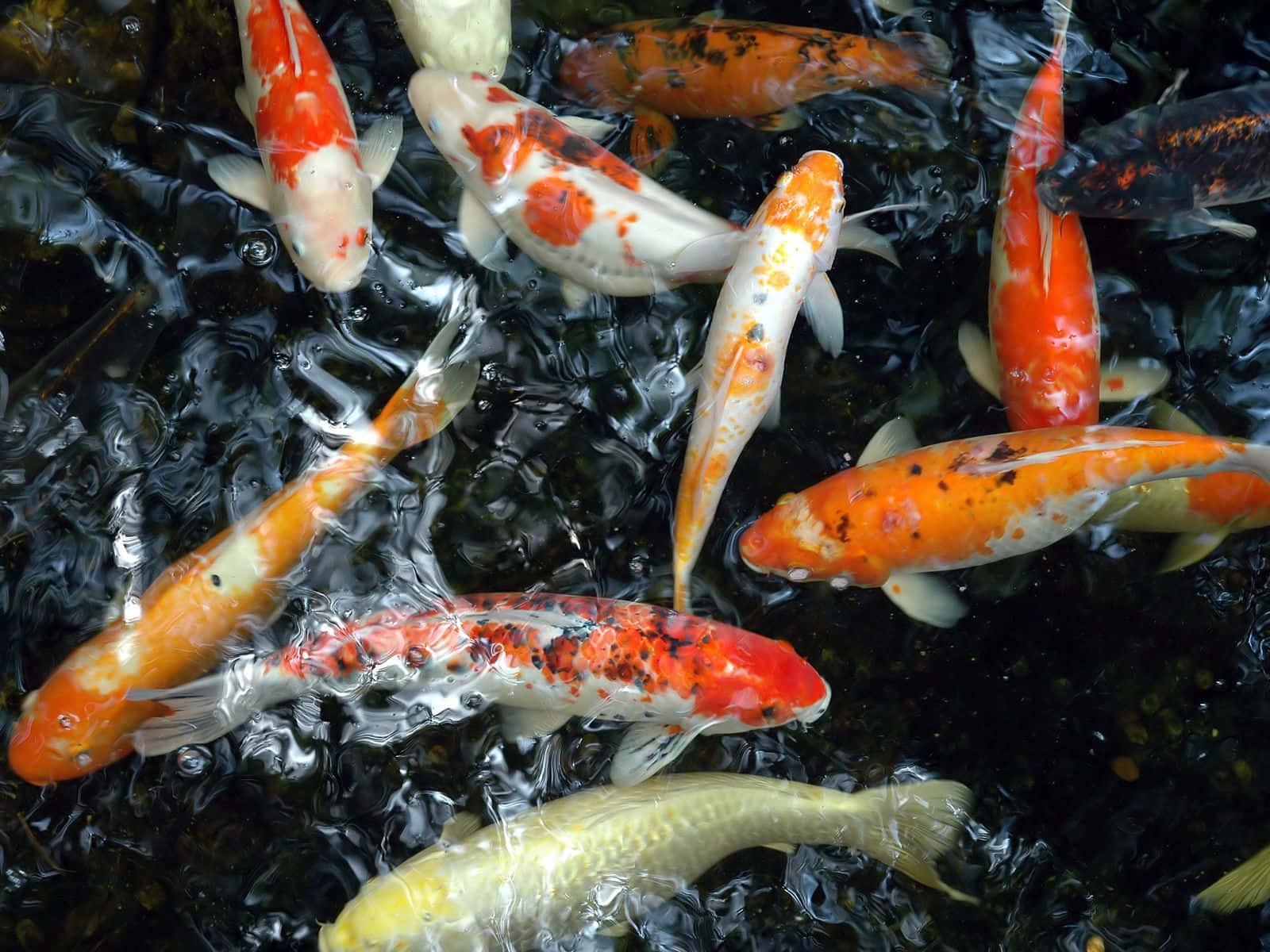 koi fish, orange, yellow, HD Desktop Wallpaper