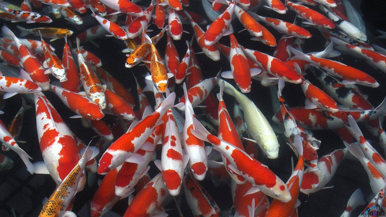 koi fish, shoal, dark water, HD Desktop Wallpaper