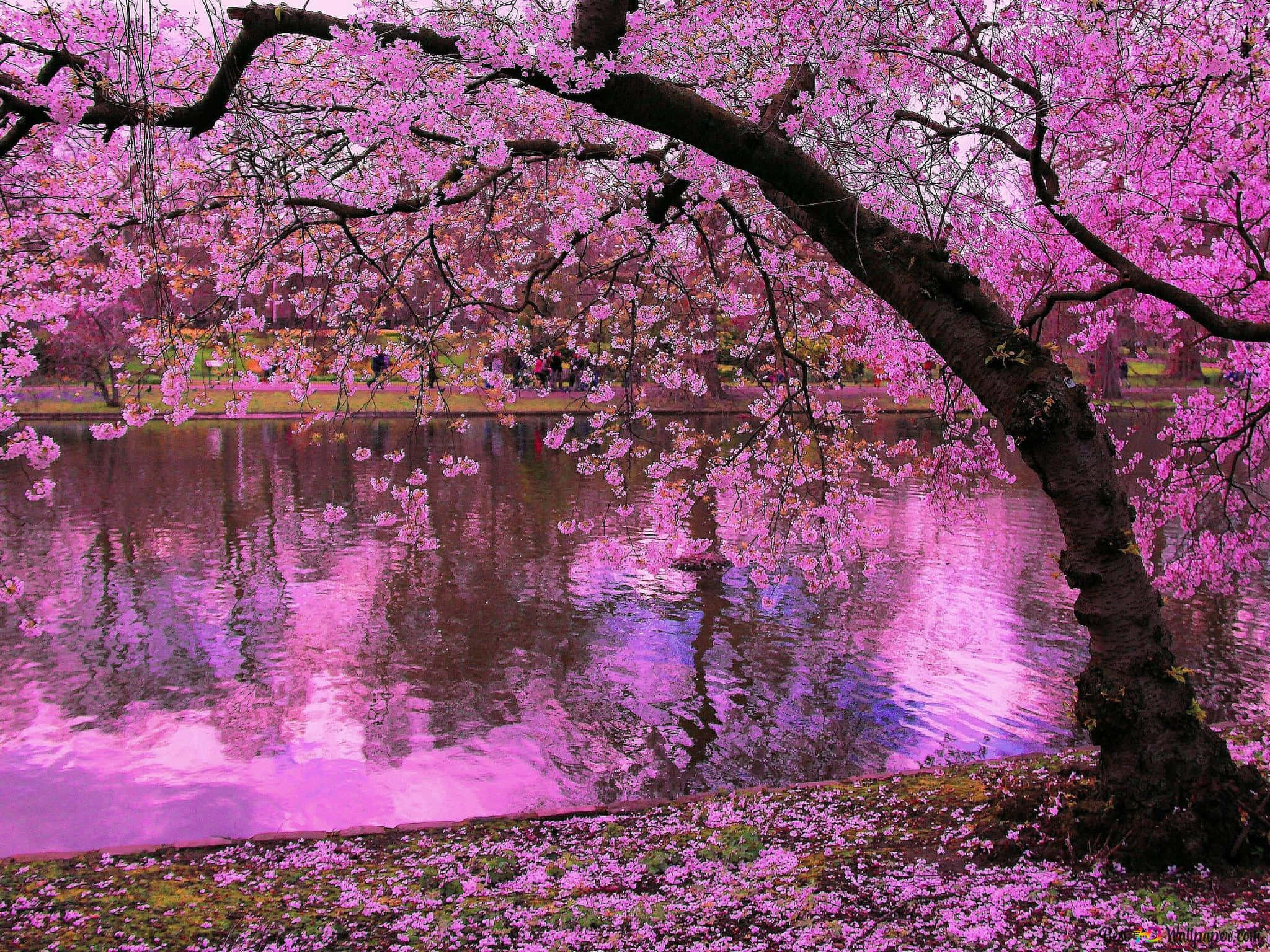 cherry blossoms, pond, pink cherry blossom tree, Full HD Desktop Wallpaper
