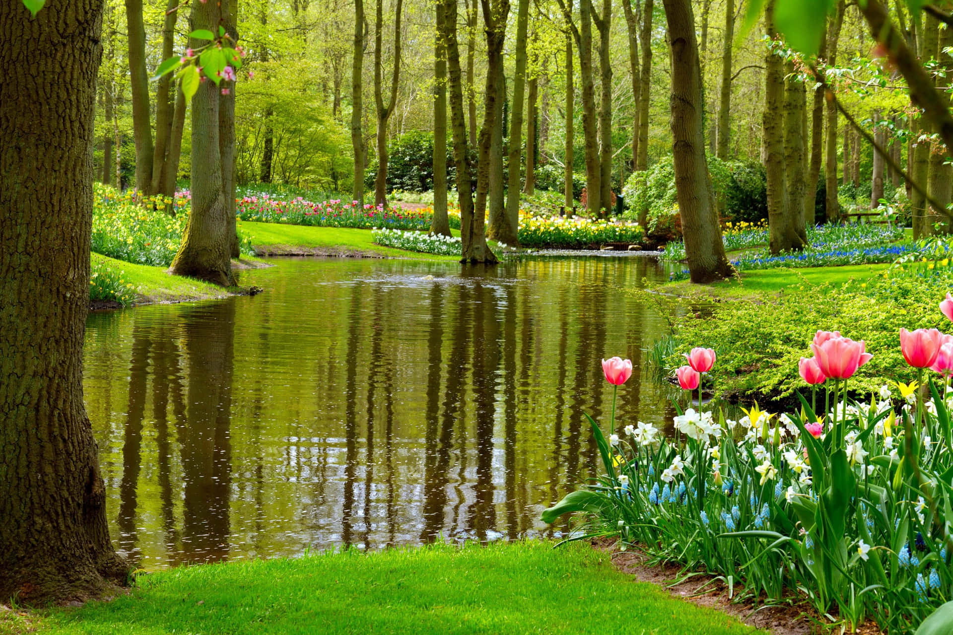 Pond, forest pond, vibrant spring flowers, Full HD Desktop Wallpaper