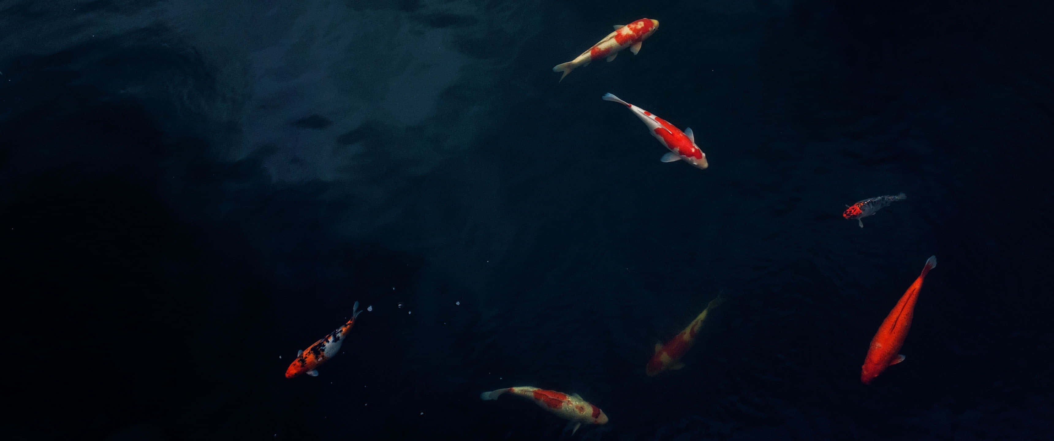 Pond, koi fish, deep, shadowy water, 2K Desktop Wallpaper