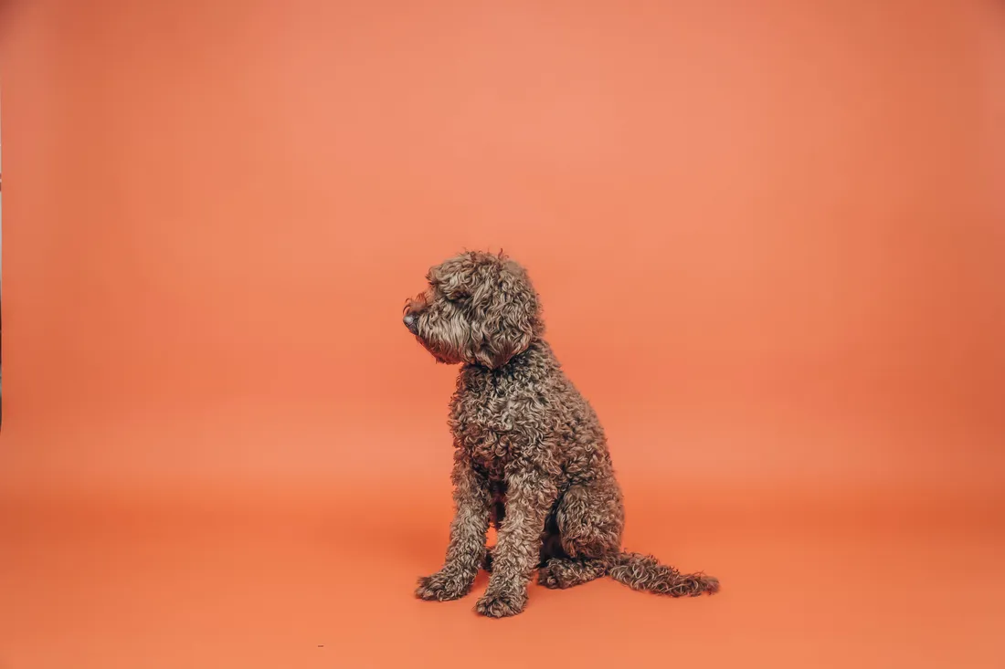 Poodle Wallpapers