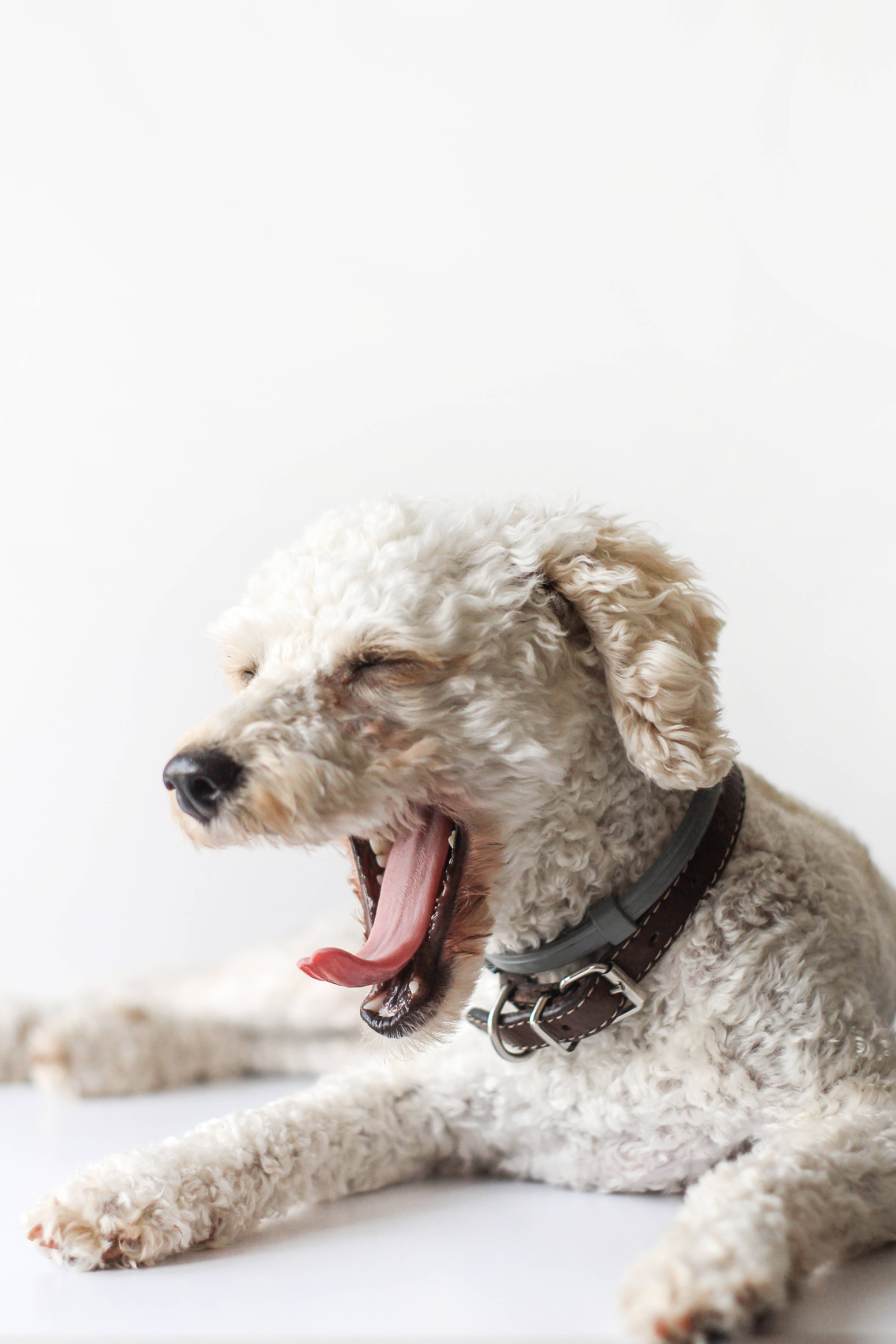 white toy poodle, fluffy white dog, brown collar, 4K Phone Wallpaper