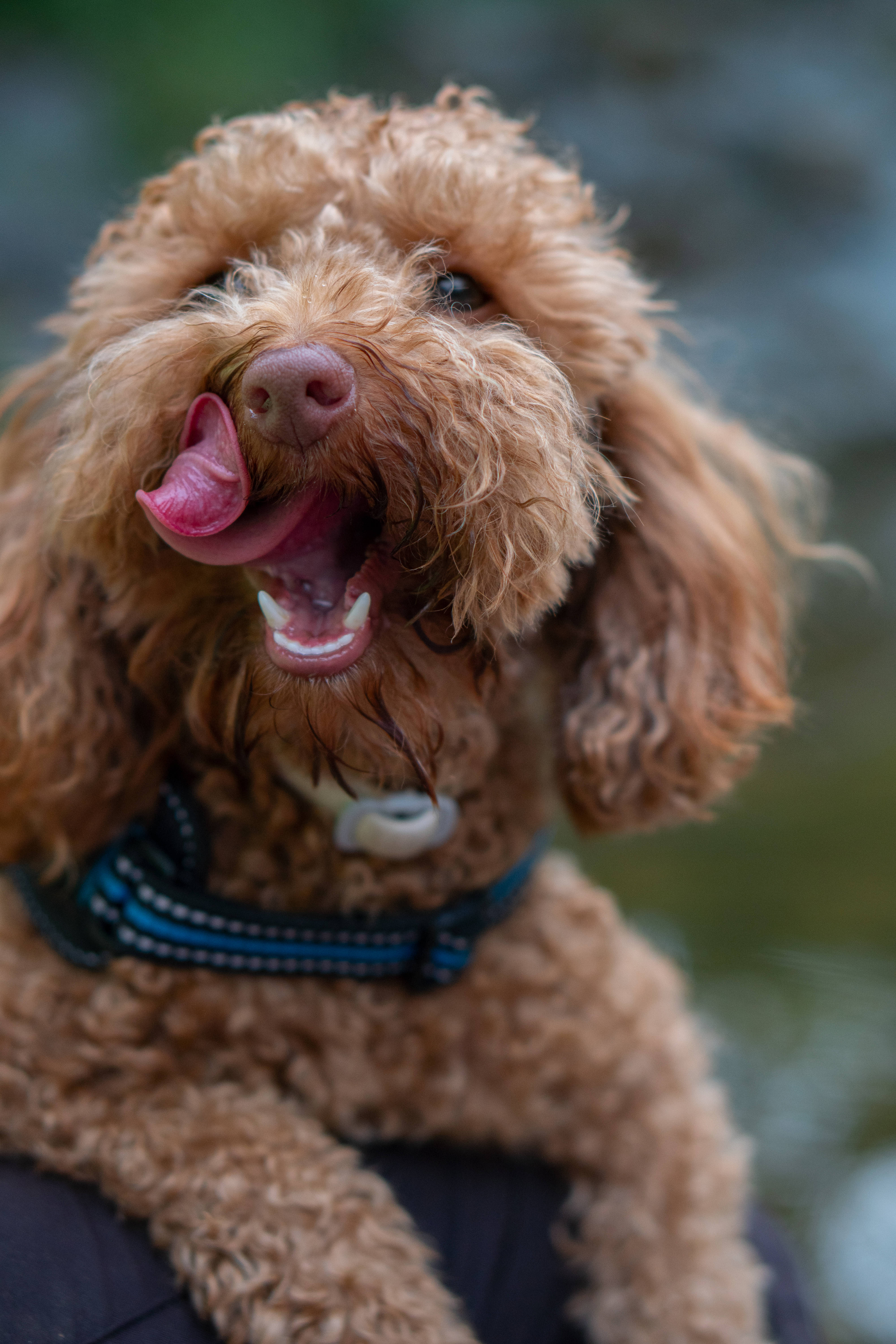 toy poodle, brown poodle, curly fur, 5K Phone Wallpaper
