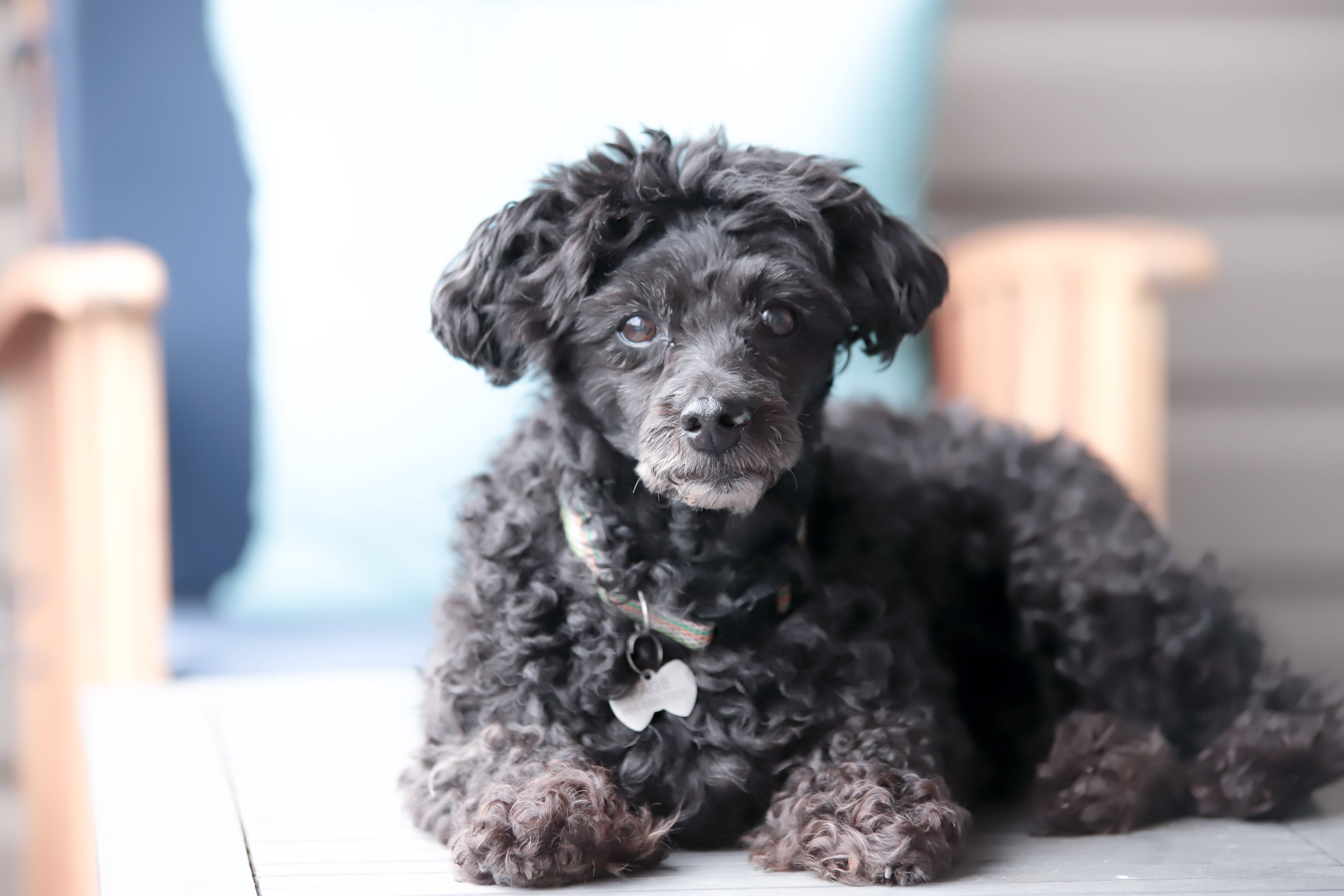 black miniature poodle puppy, fluffy black puppy, big soulful eyes, 5K Desktop Wallpaper