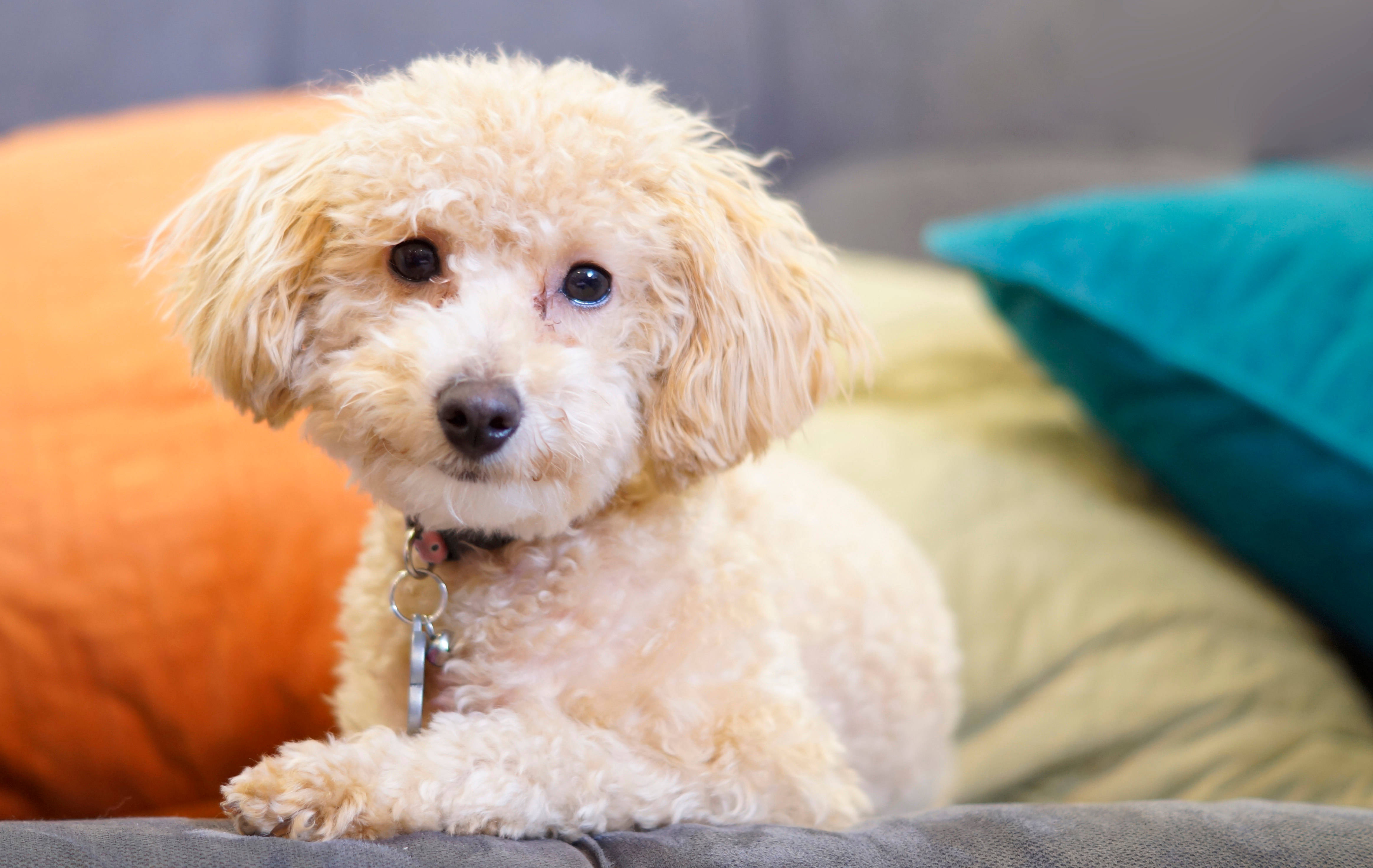 toy poodle, fluffy cream-colored poodle puppy, one blue eye and one brown eye, 4K Desktop Wallpaper