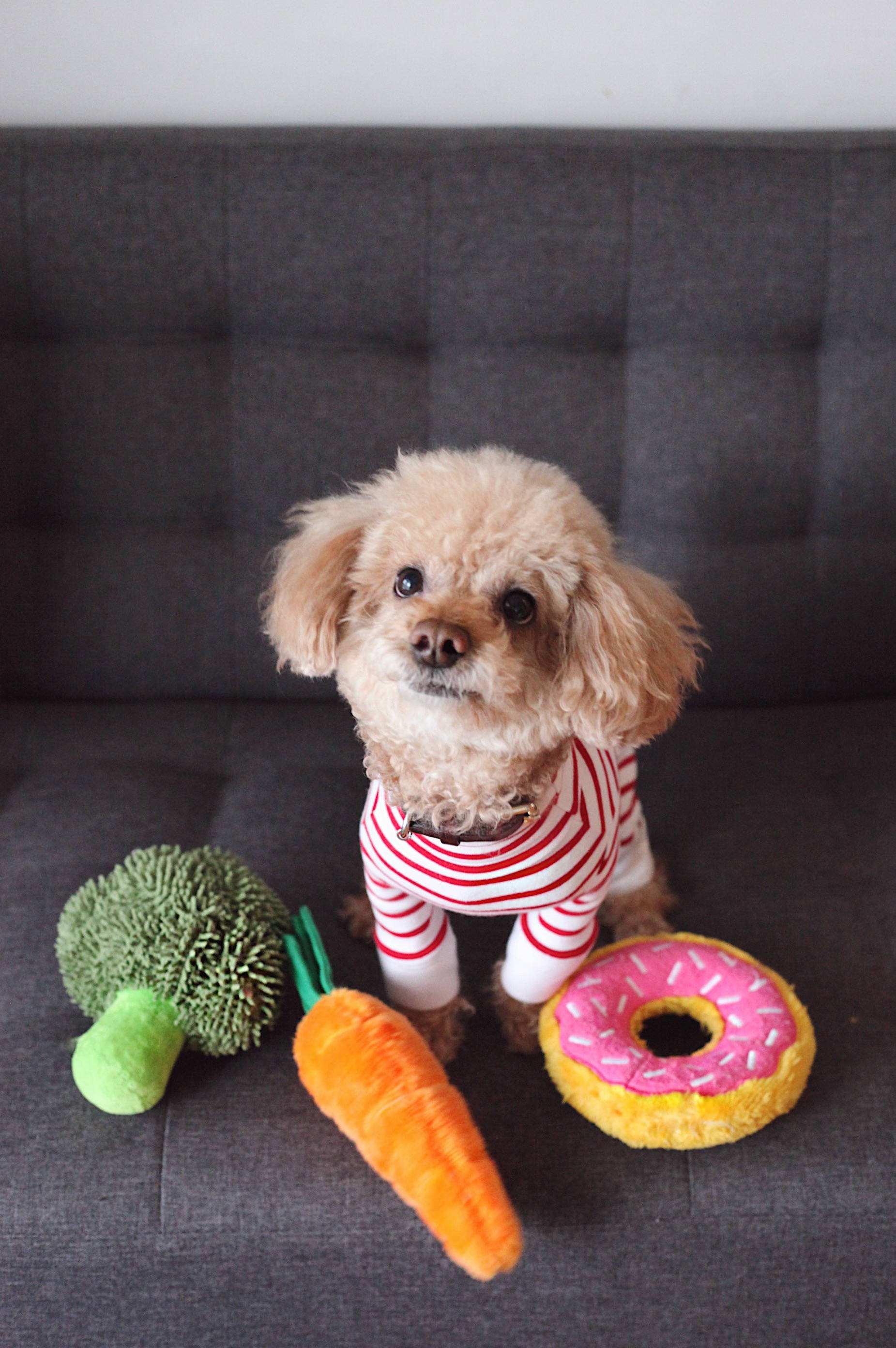toy poodle, fluffy tan poodle puppy, red and white striped outfit, 2K Phone Wallpaper