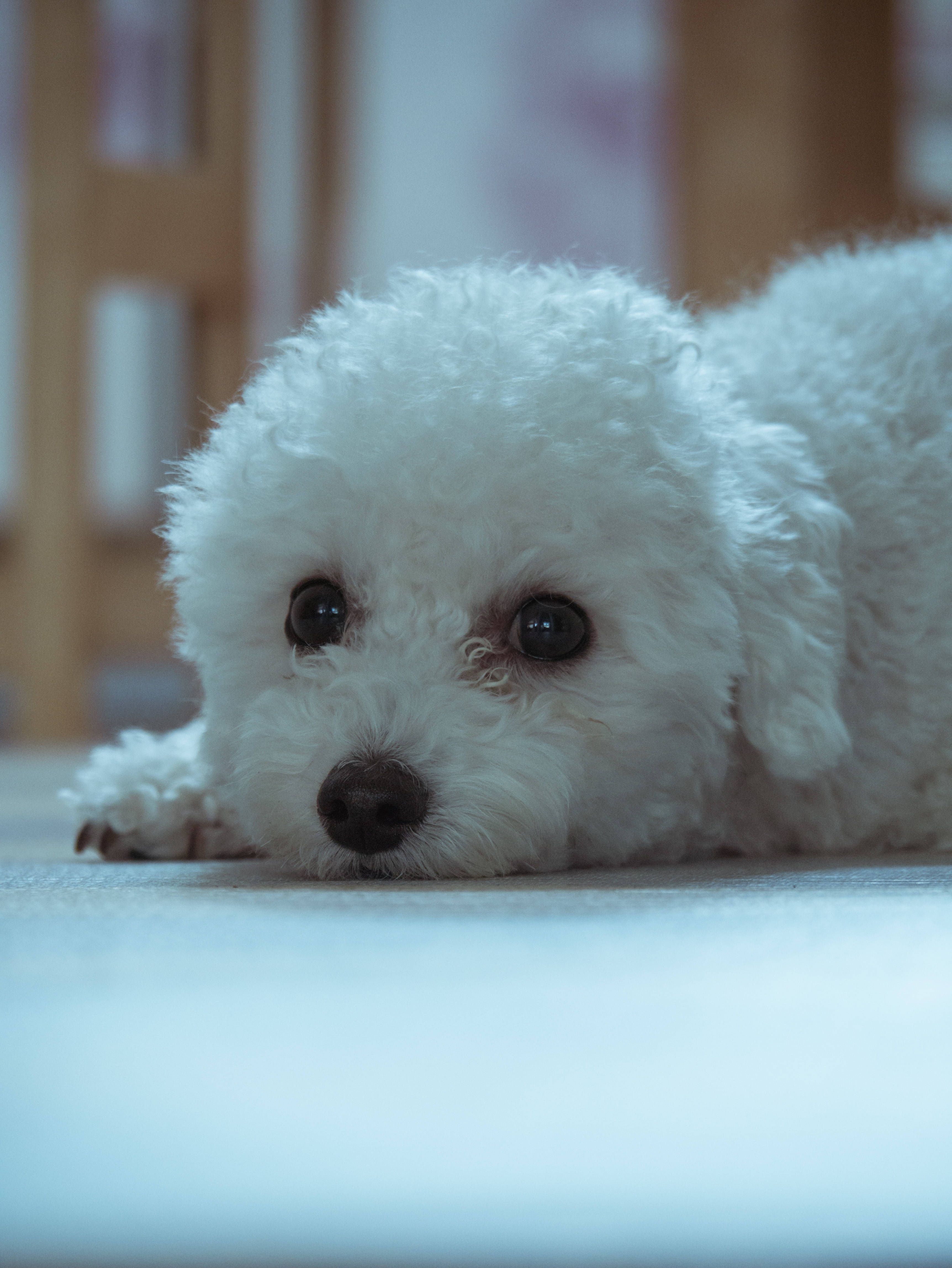 white teacup poodle, fluffy white puppy, dark eyes, 4K Phone Wallpaper