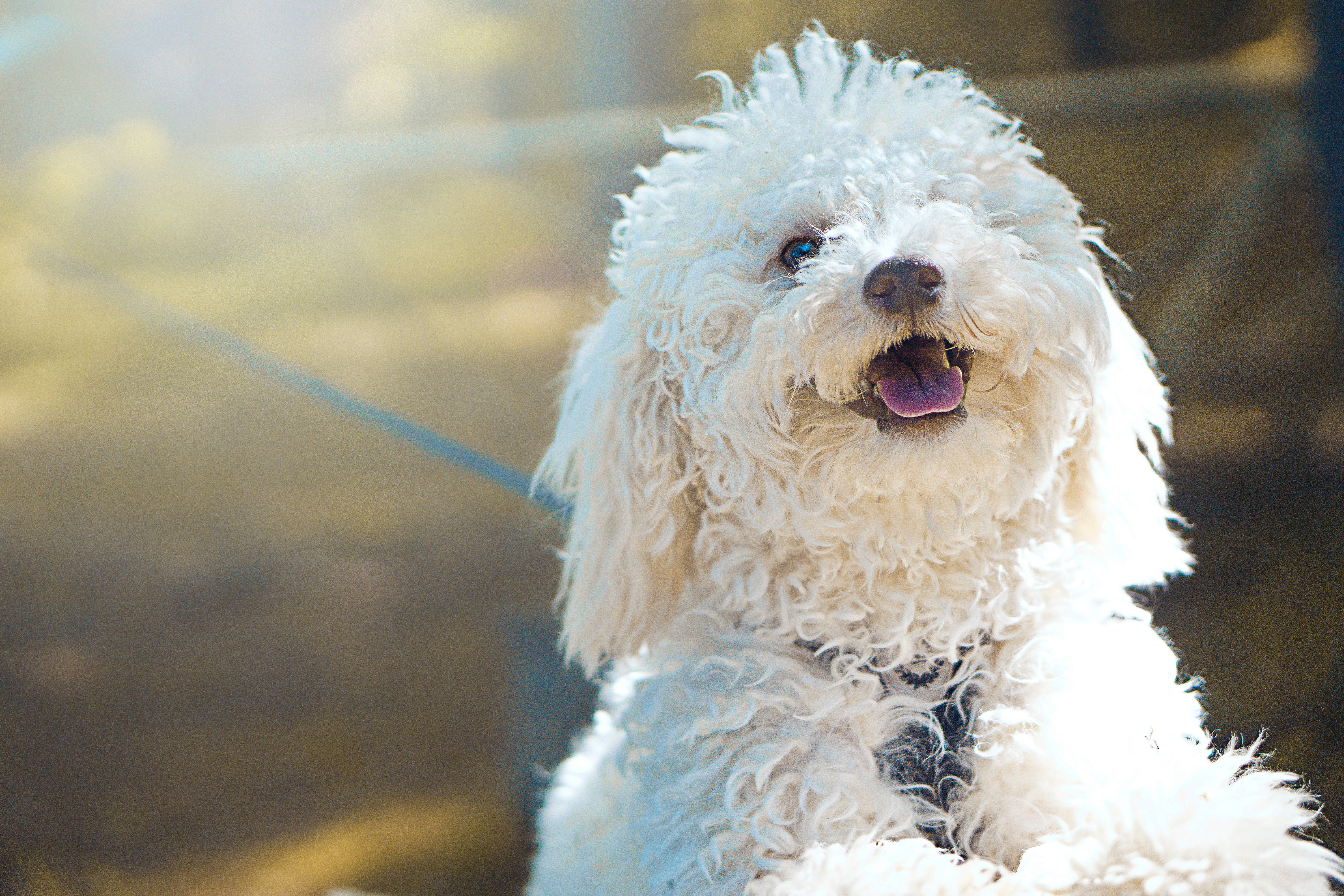 white havapoo, fluffy white dog, curly fur, 5K Desktop Wallpaper