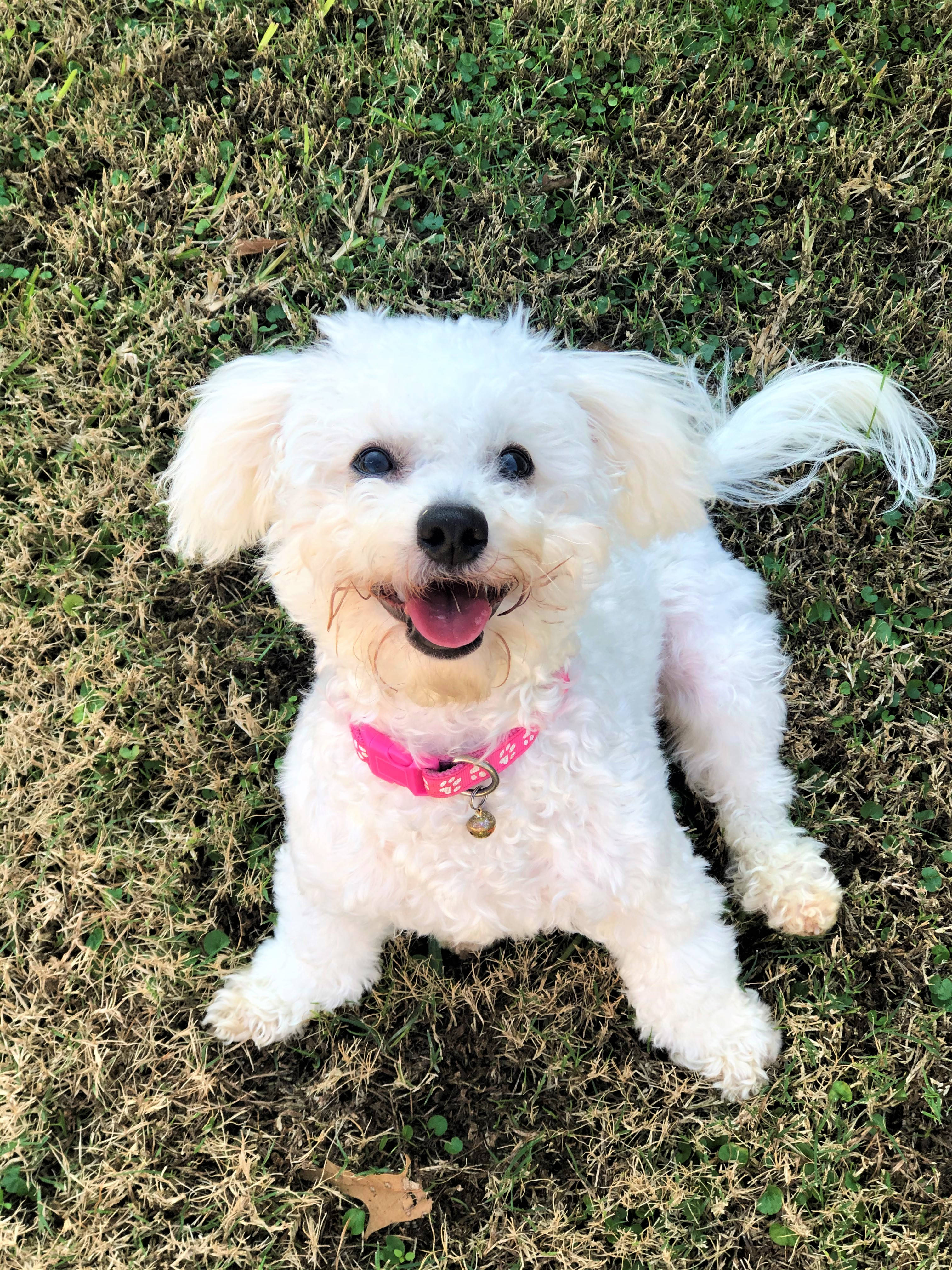 white happy poodle, fluffy white puppy, pink collar, 4K Phone Wallpaper