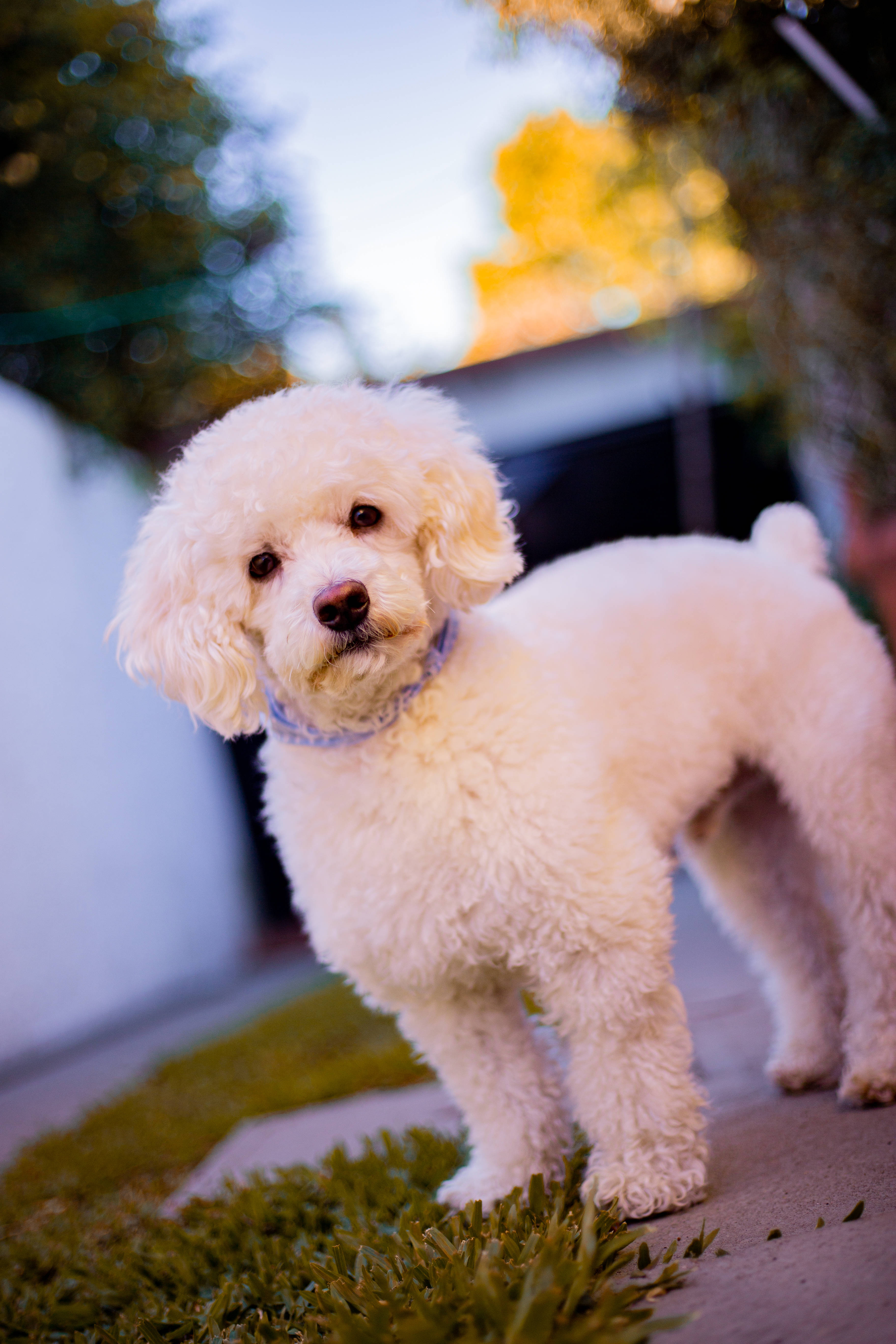 groomed miniature white poodle, sidewalk, green grass, 5K Phone Wallpaper