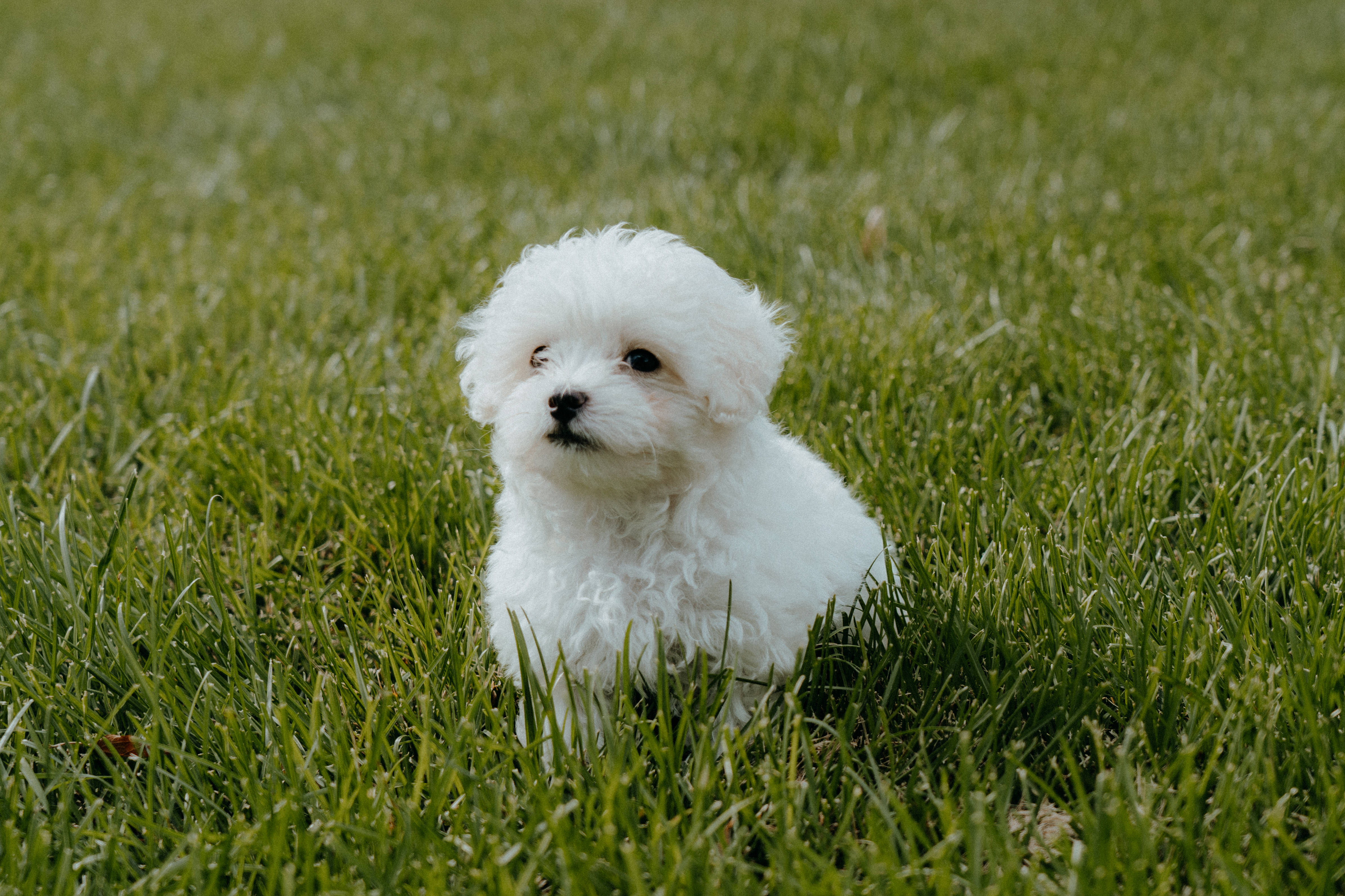 white teacup poodle, vibrant green grass, soft daylight, 4K Desktop Wallpaper