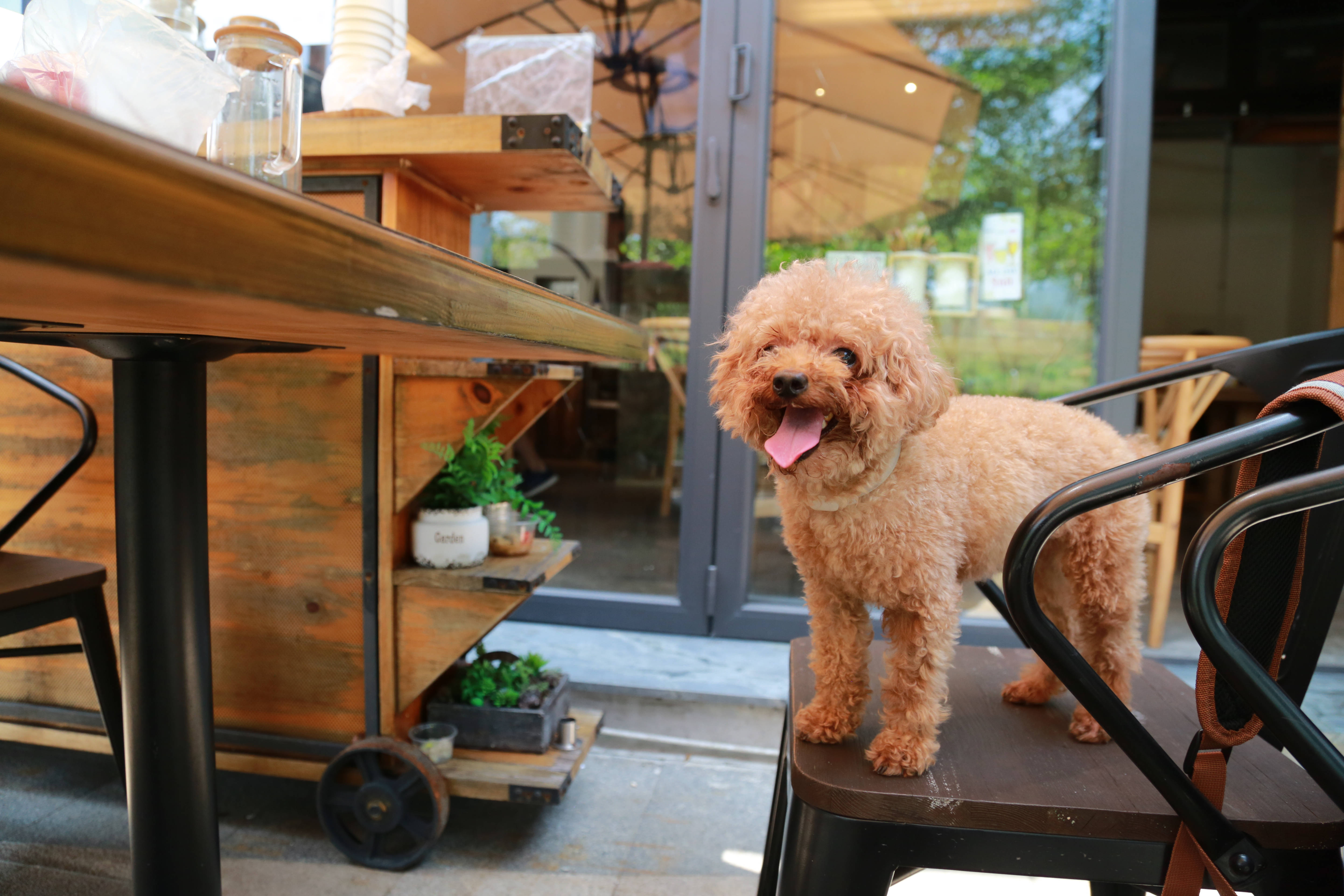 toy poodle, apricot, wooden chair, 5K Desktop Wallpaper
