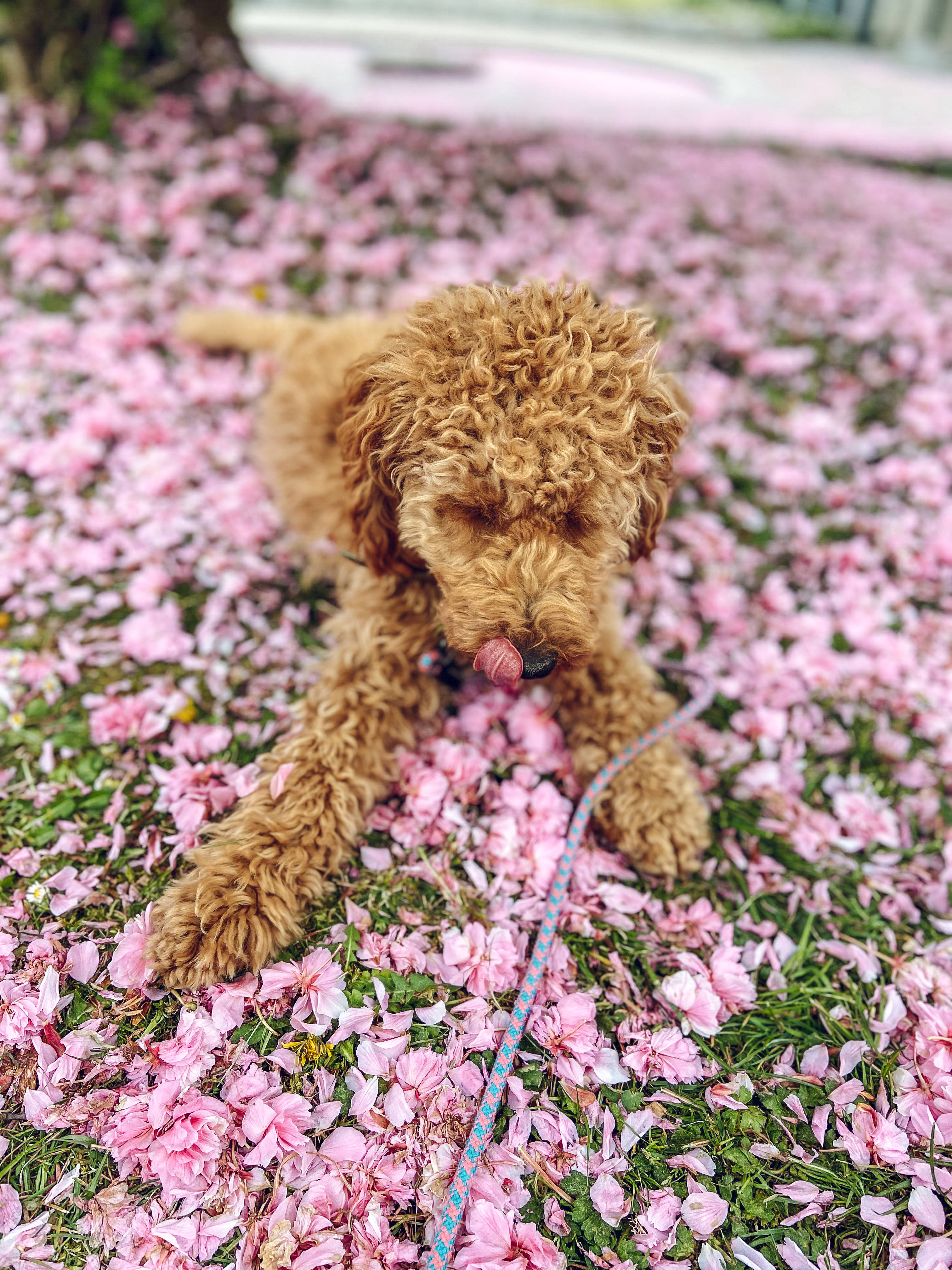poodle, brown poodle puppy, pink cherry blossom petals, 4K Phone Wallpaper