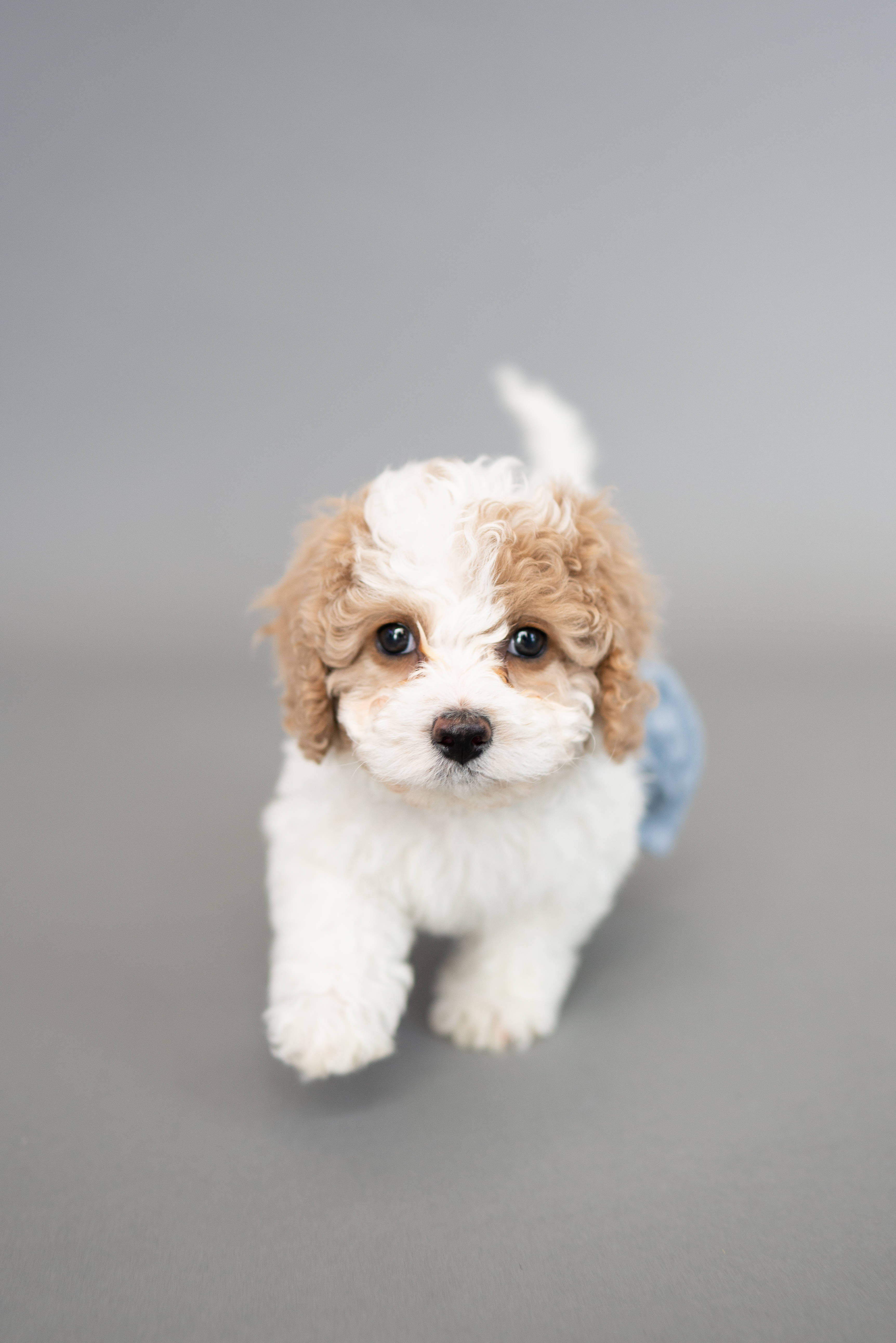 teacup poodle, white and tan, big dark eyes, 5K Phone Wallpaper