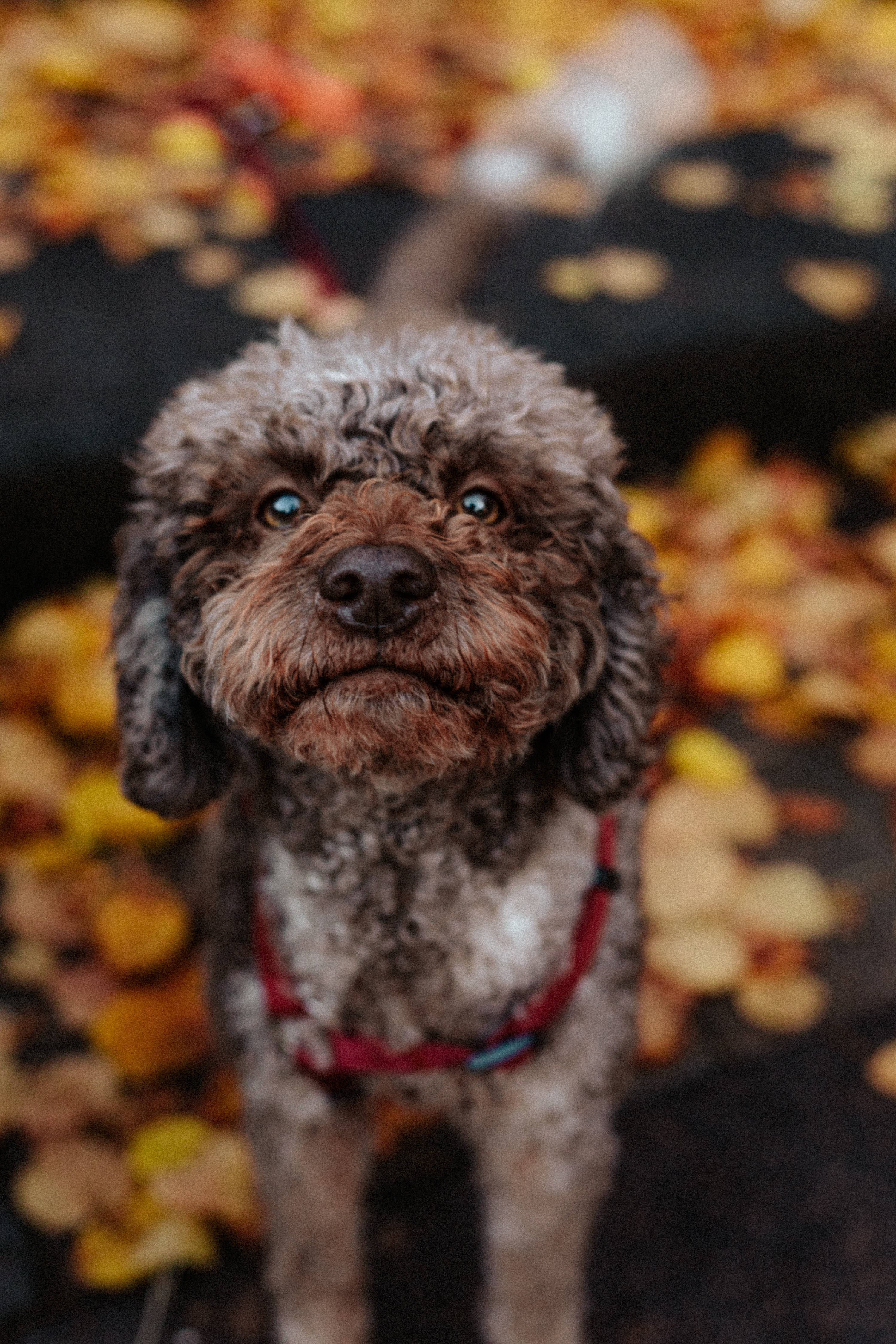gray and tan poodle puppy, curly-haired dog, bright eyes, 4K Phone Wallpaper