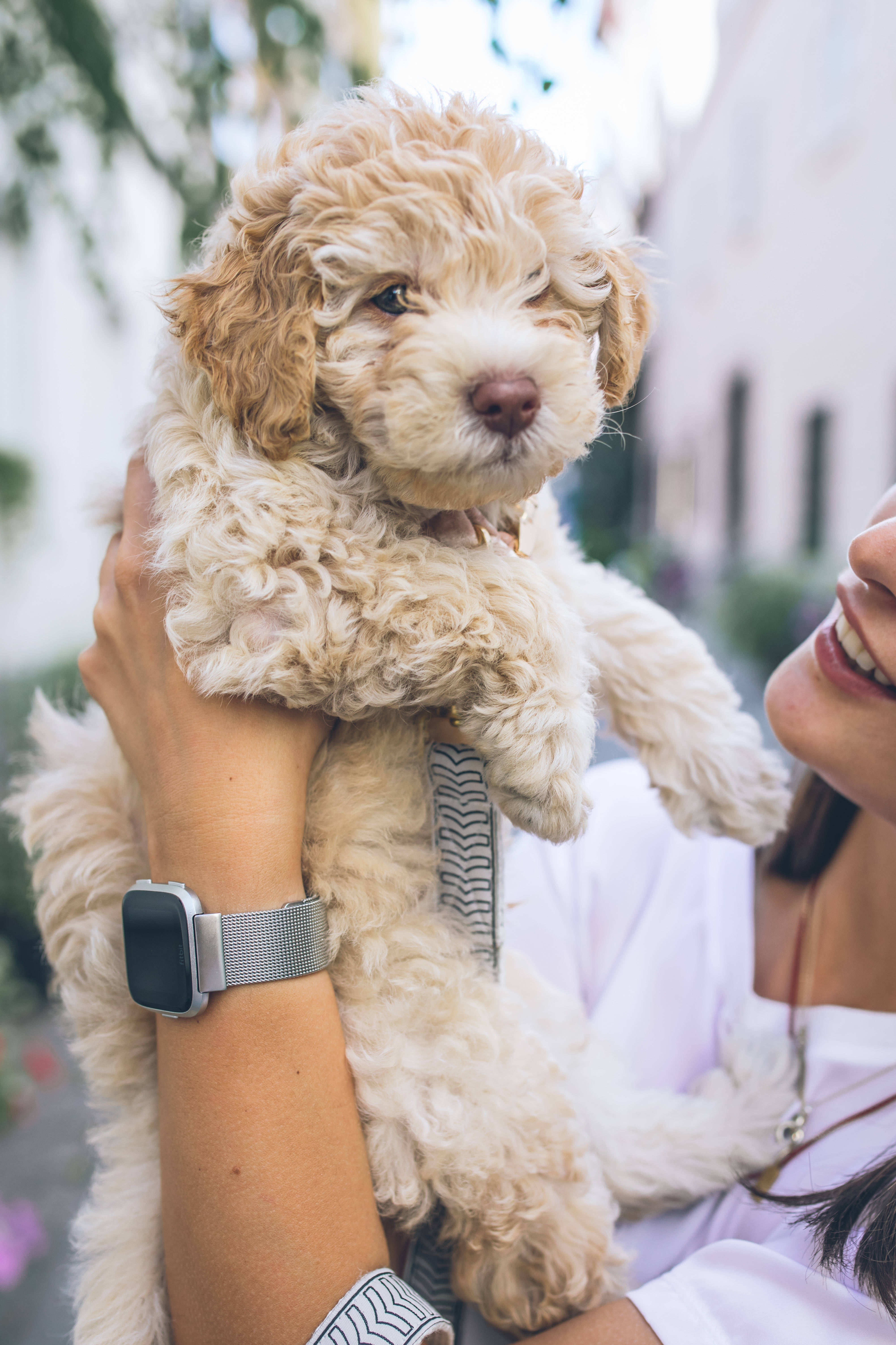 beige poodle cockapoo puppy, fluffy cream-colored puppy, curly fur, 5K Phone Wallpaper