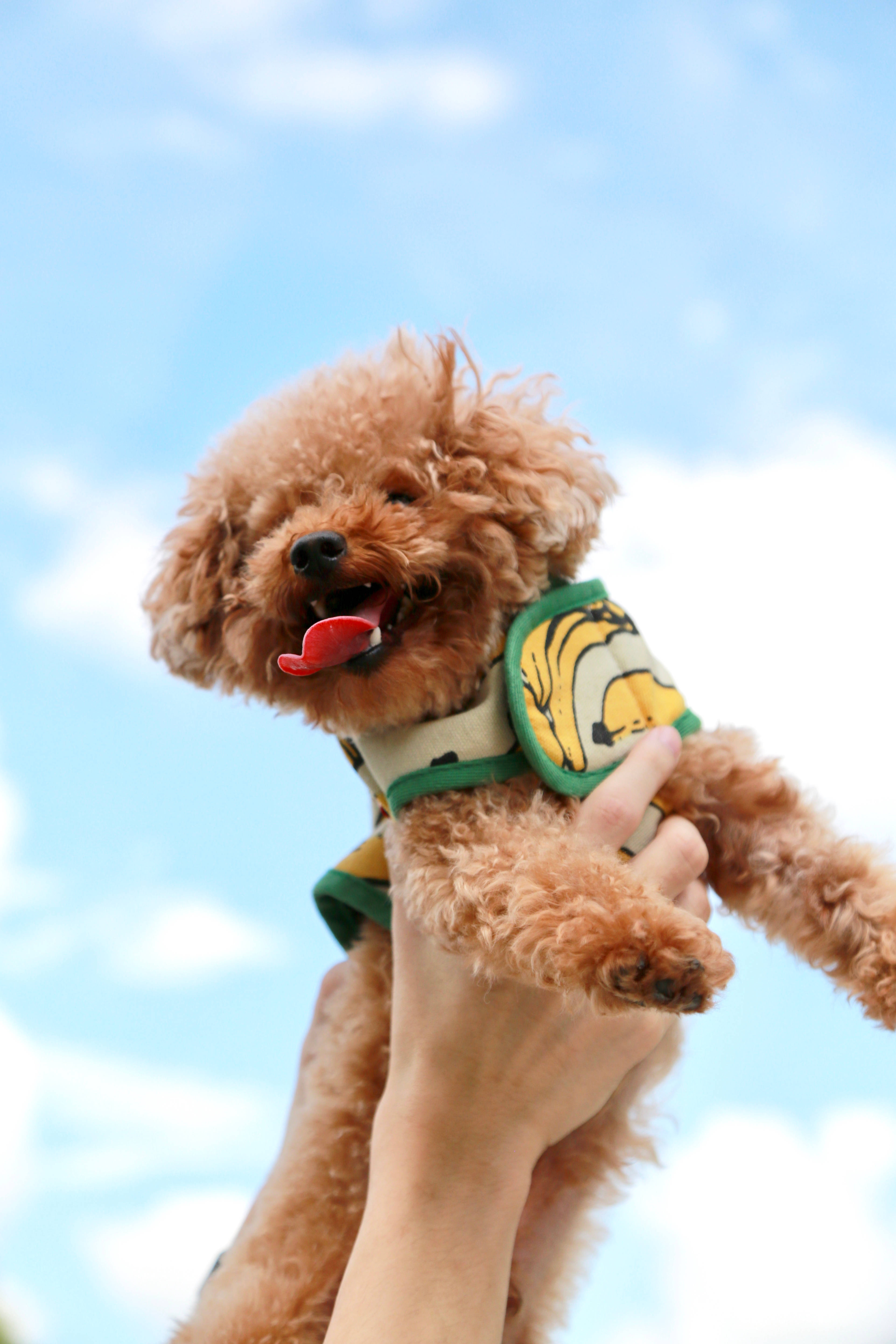 toy poodle, brown, tiger-print vest, 5K Phone Wallpaper