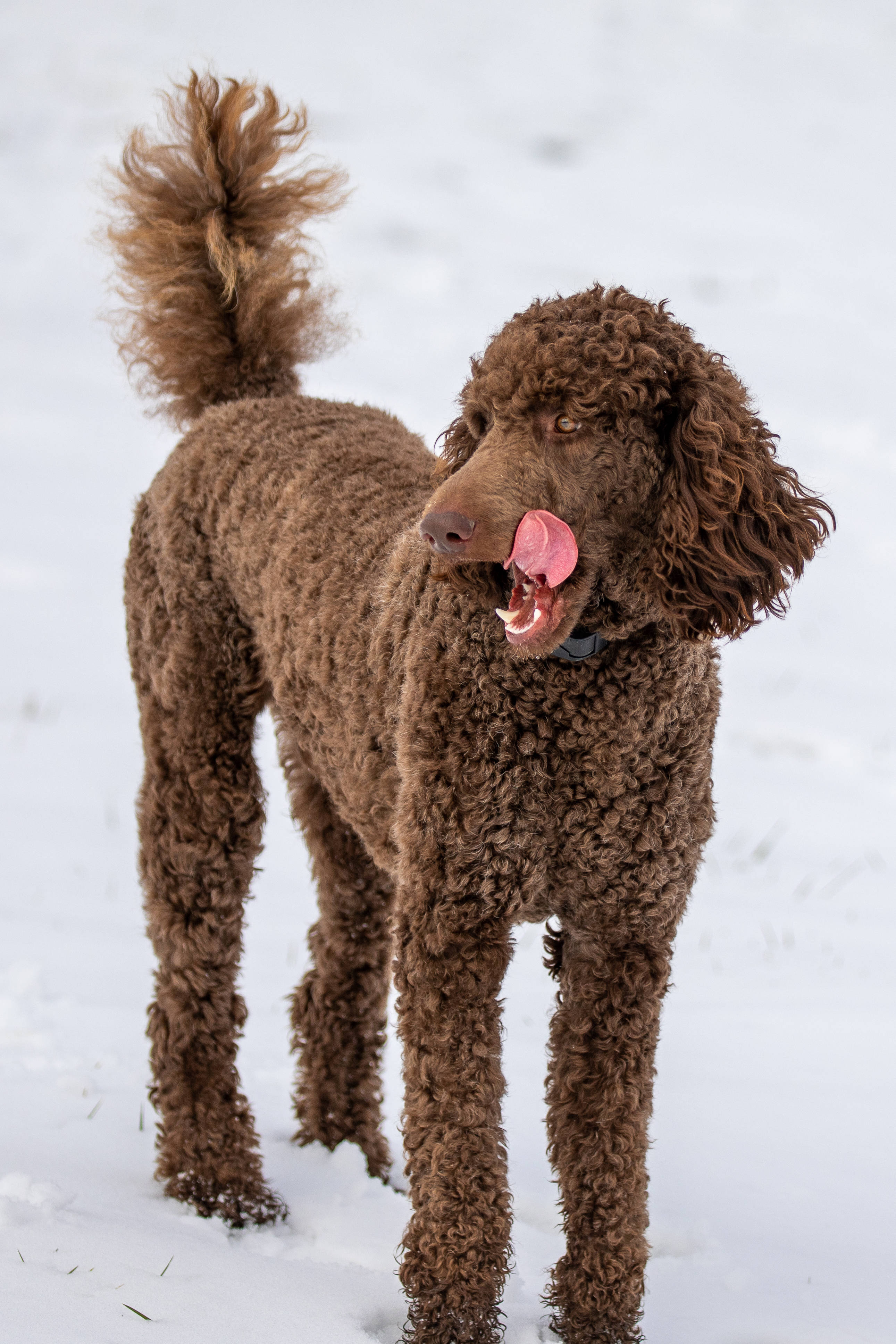 brown standard poodle, snow, curly-haired, 4K Phone Wallpaper