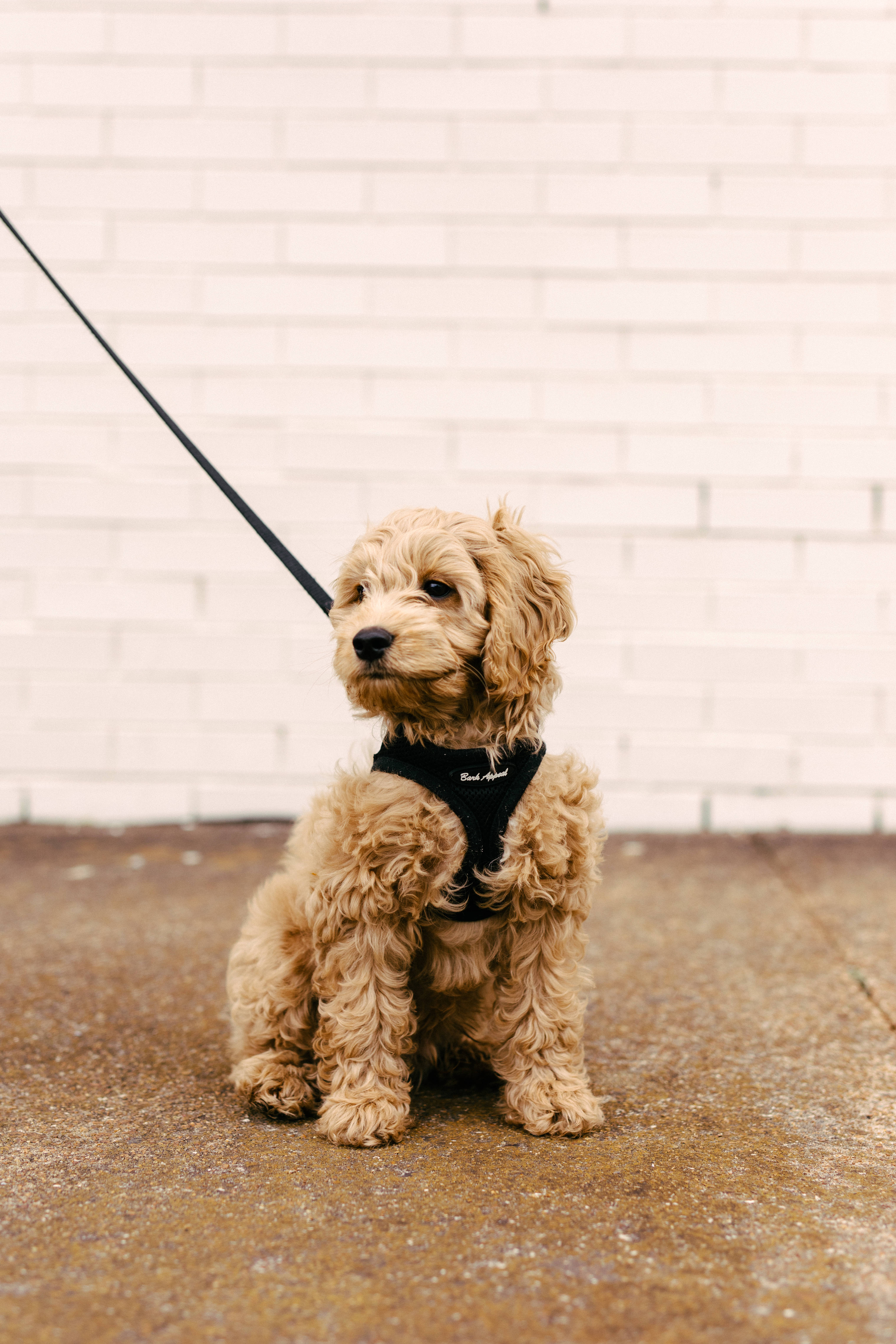 Miniature Poodle Goldendoodle, tan, black harness, 5K Phone Wallpaper