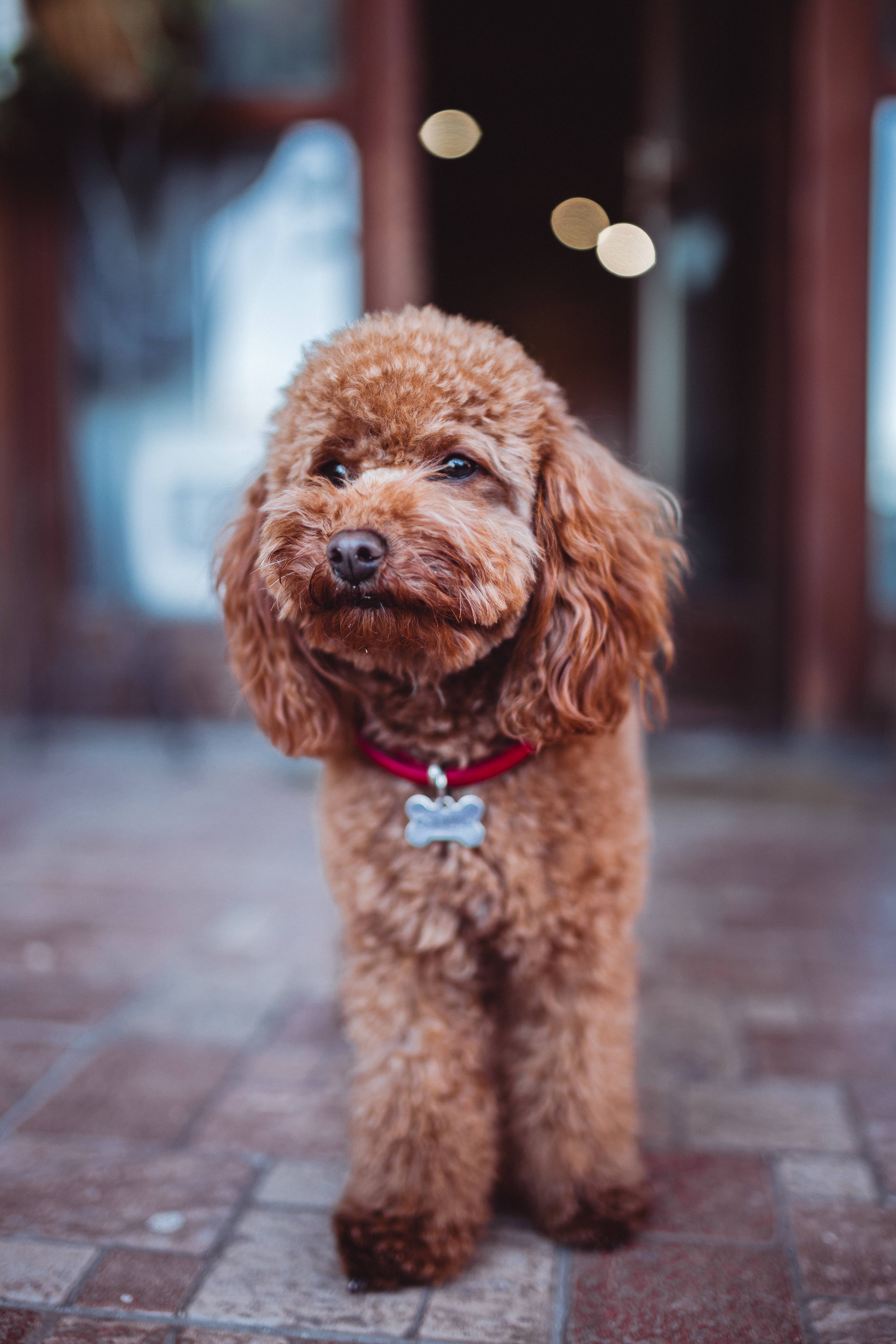 miniature poodle, fluffy brown poodle, tiled floor, 5K Phone Wallpaper