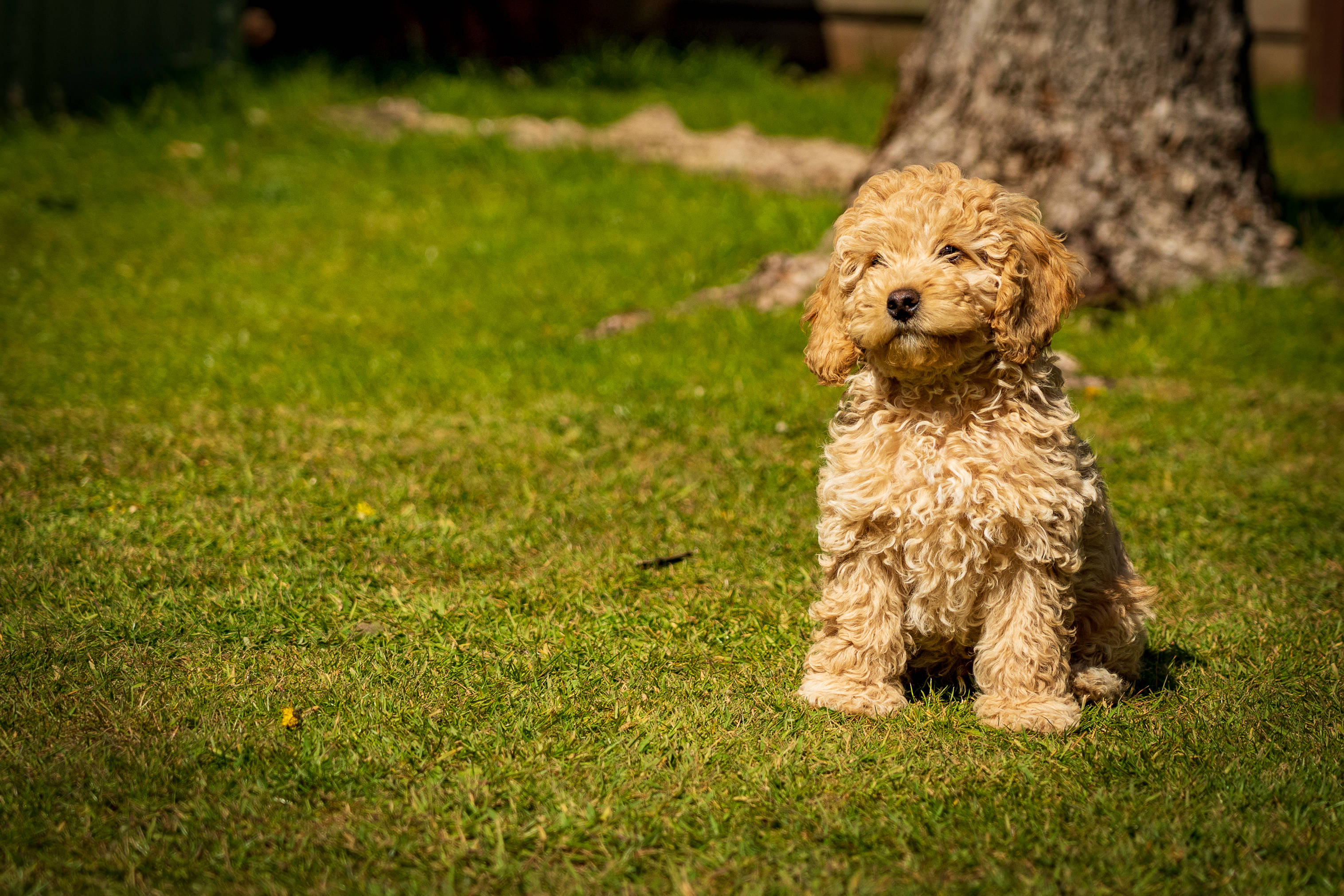 brown poodle puppy, vibrant green grass, bright sunlight, 2K Desktop Wallpaper