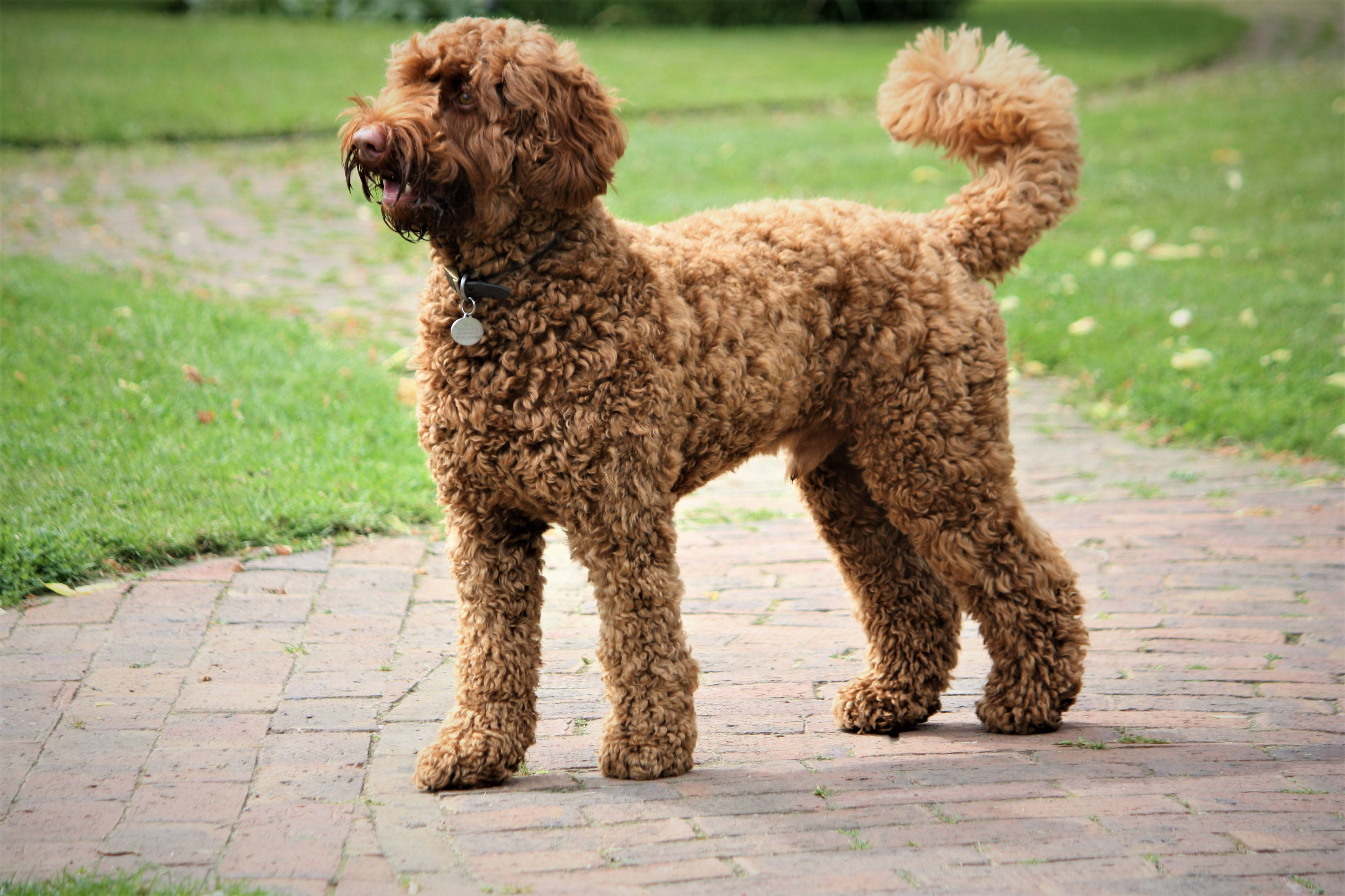 brown miniature poodle, side view, brick path, 4K Desktop Wallpaper