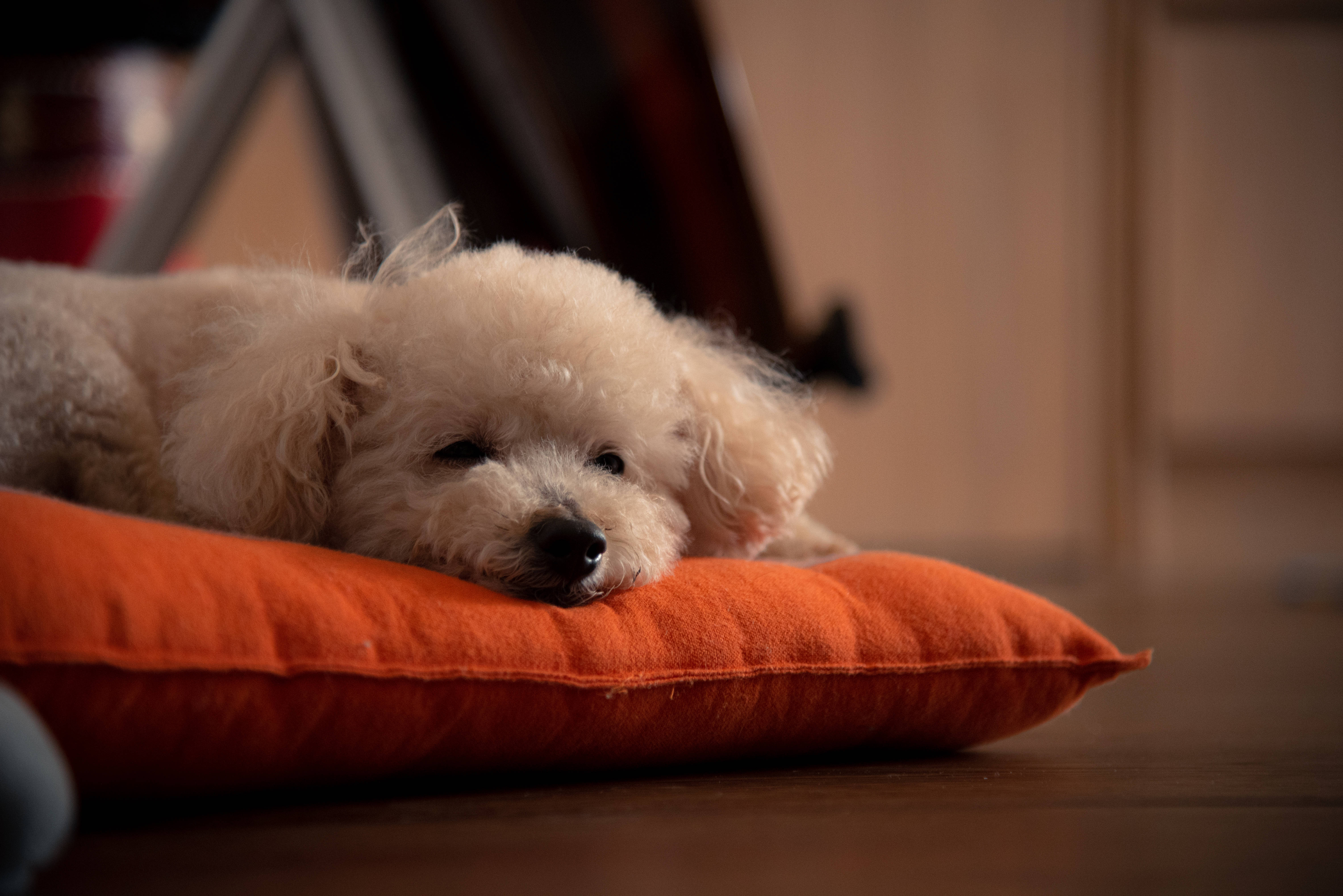 white poodle, orange pillow, fluffy, 5K Desktop Wallpaper