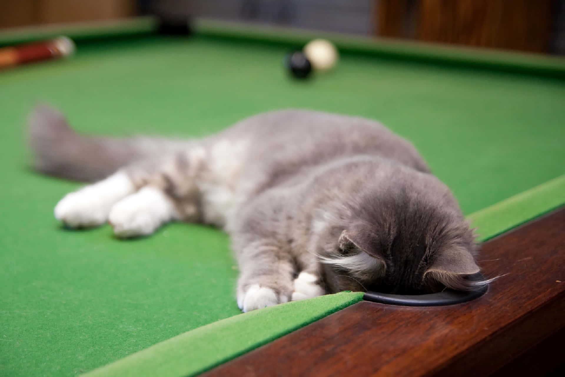 fluffy gray cat, white paws, green pool table, Full HD Desktop Wallpaper