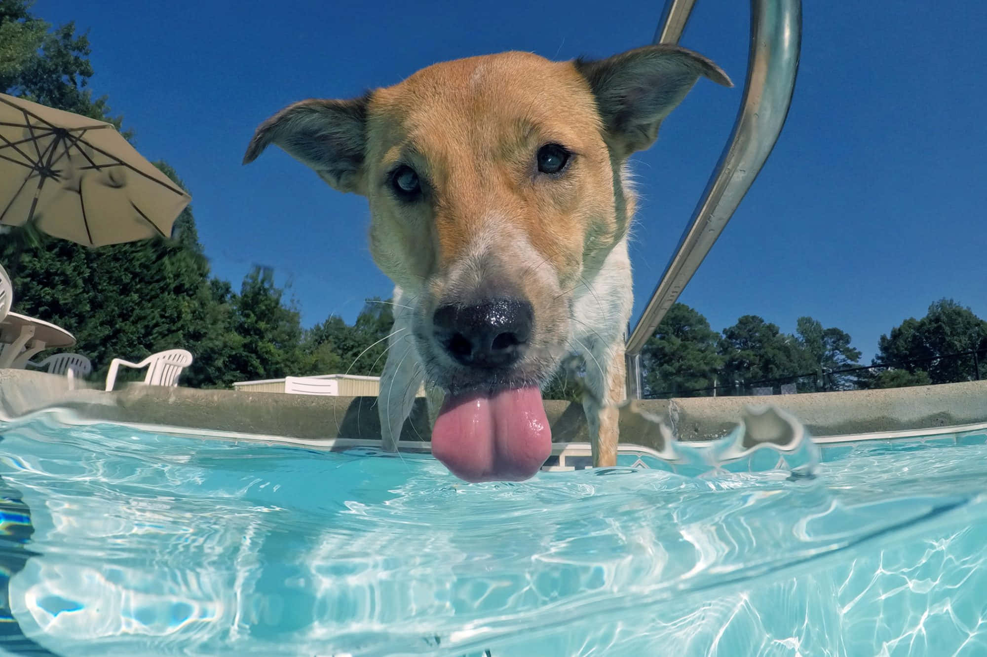 dog, pool water, clear blue pool water, Full HD Desktop Wallpaper