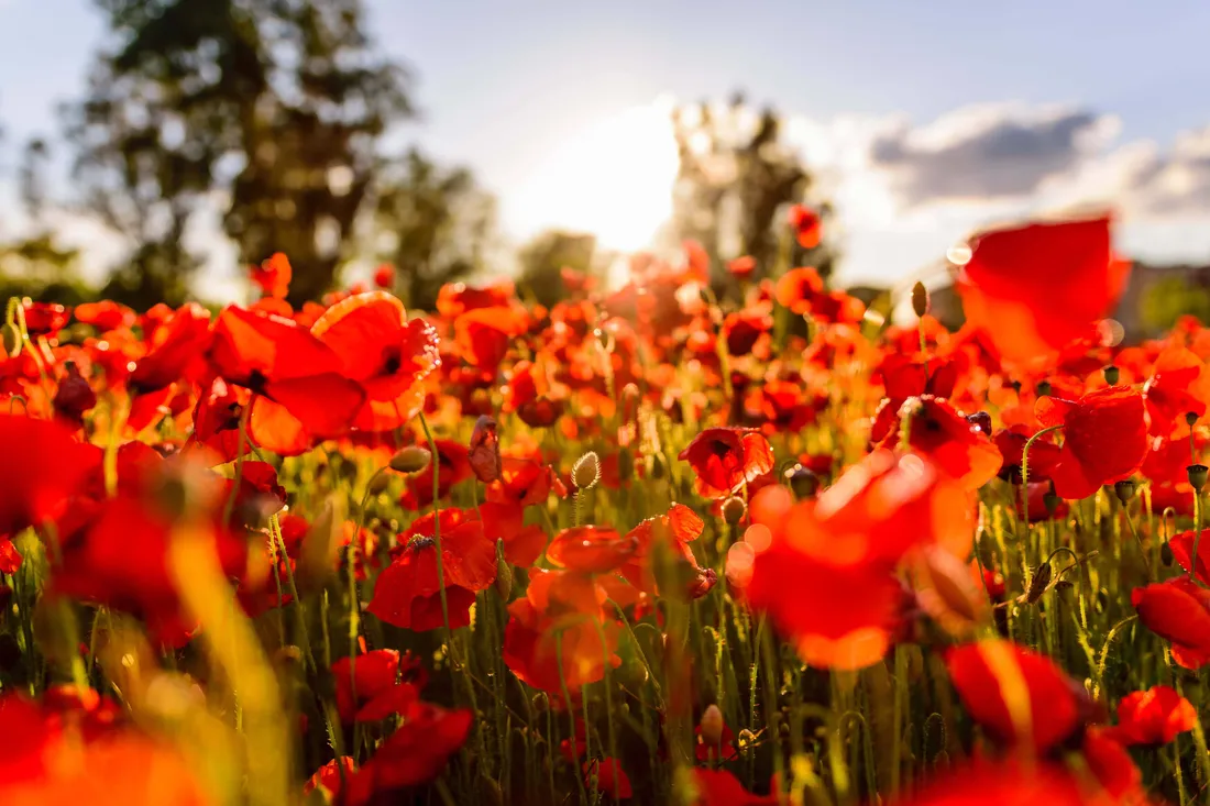 Poppy Field
