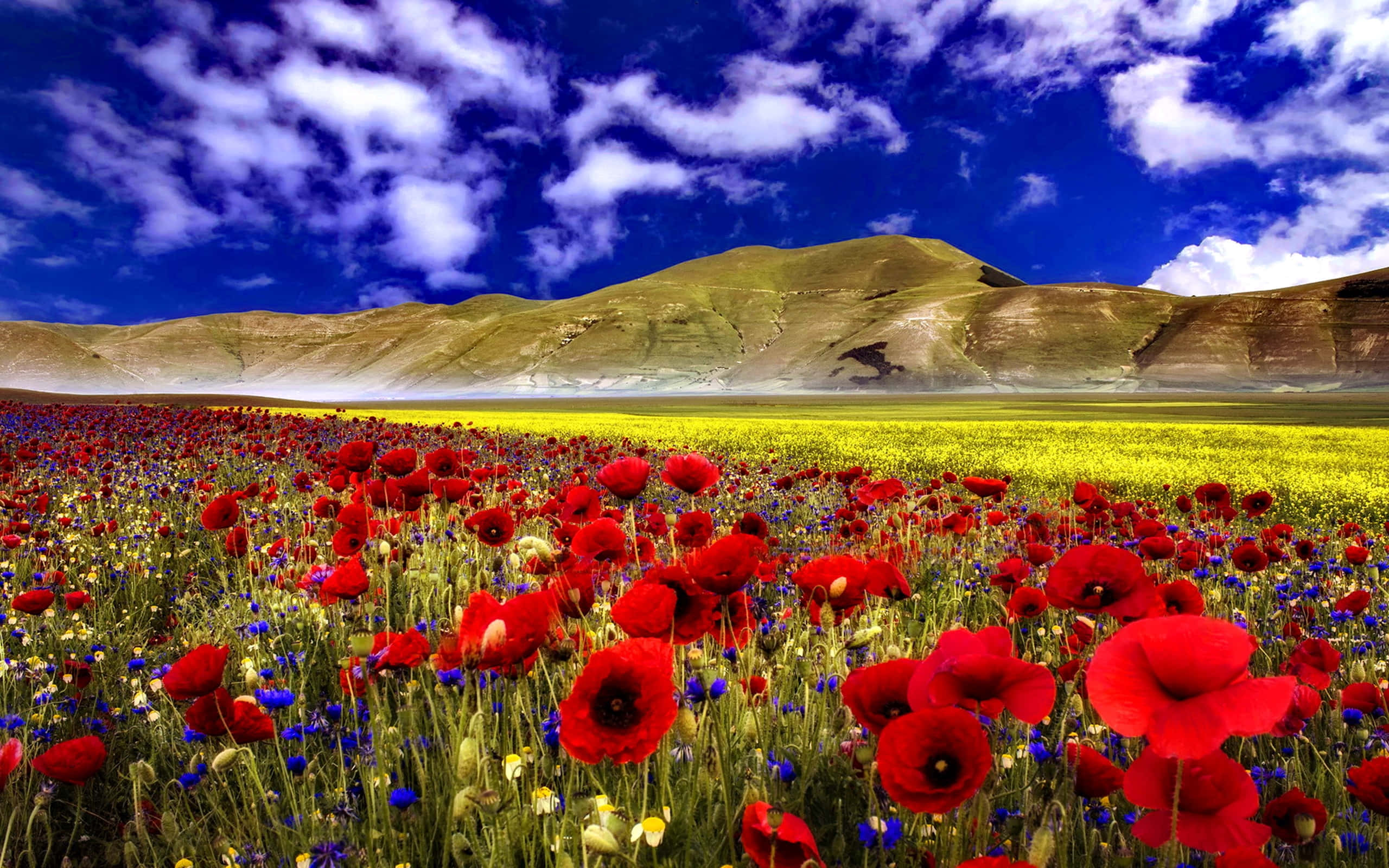 Poppy Field, sunset, vibrant red poppies, 2K Desktop Wallpaper