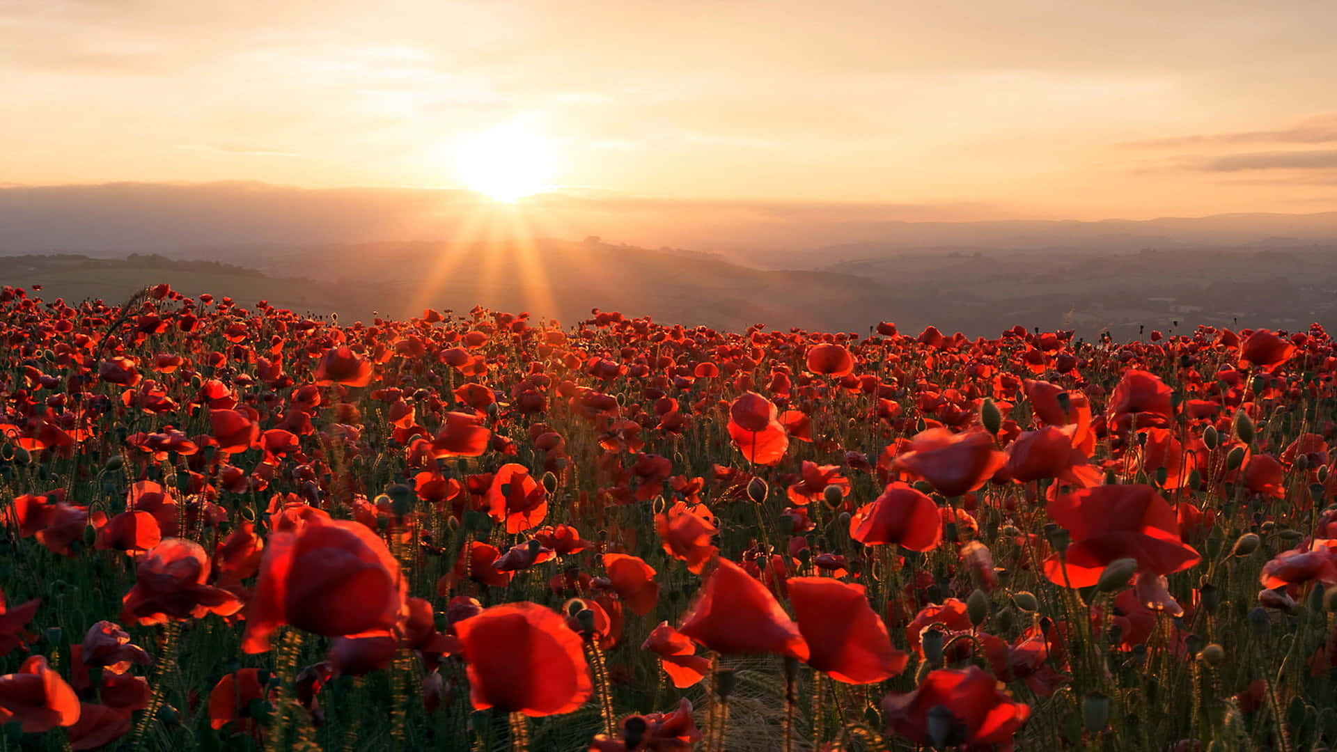 Poppy Field, 1920 x 1080, sunrise, Full HD Desktop Wallpaper