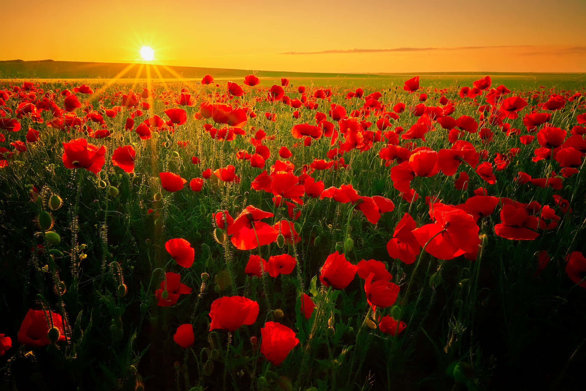Poppy Field, sunset, golden sunset, Full HD Desktop Wallpaper