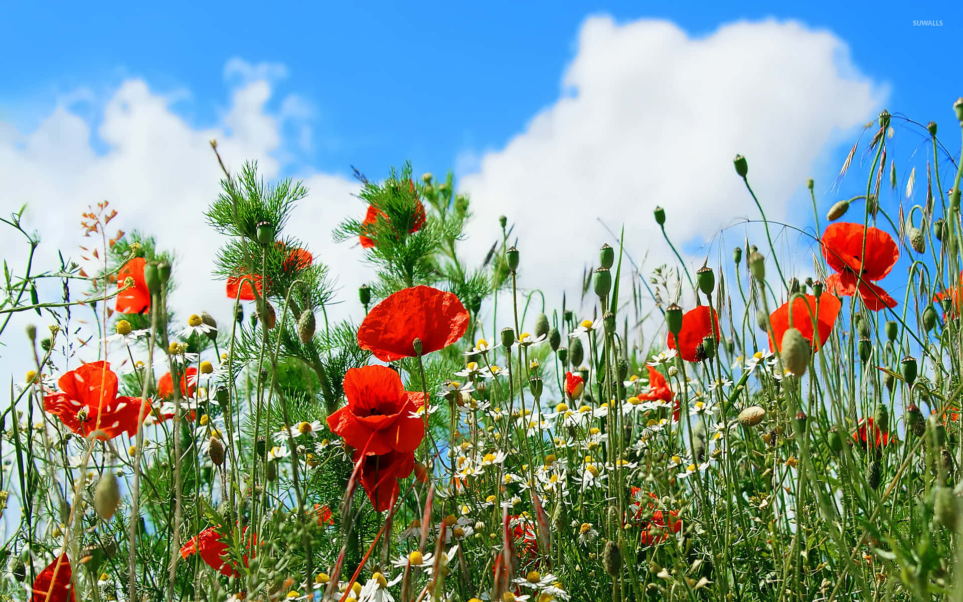 Poppy Field, sunset, vibrant red poppies, Full HD Desktop Wallpaper