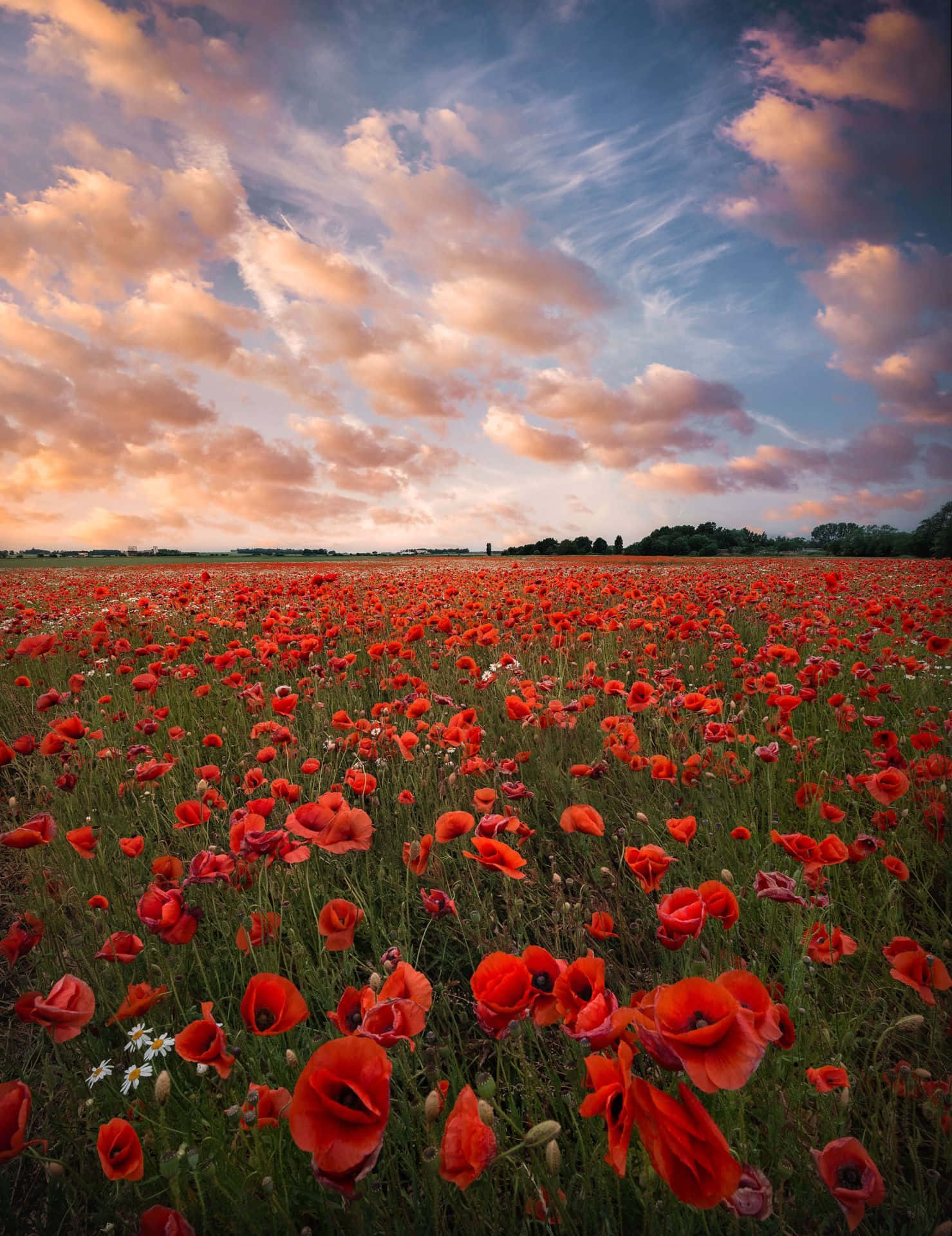 Poppy Field, sunset, vibrant red poppies, Full HD Phone Wallpaper
