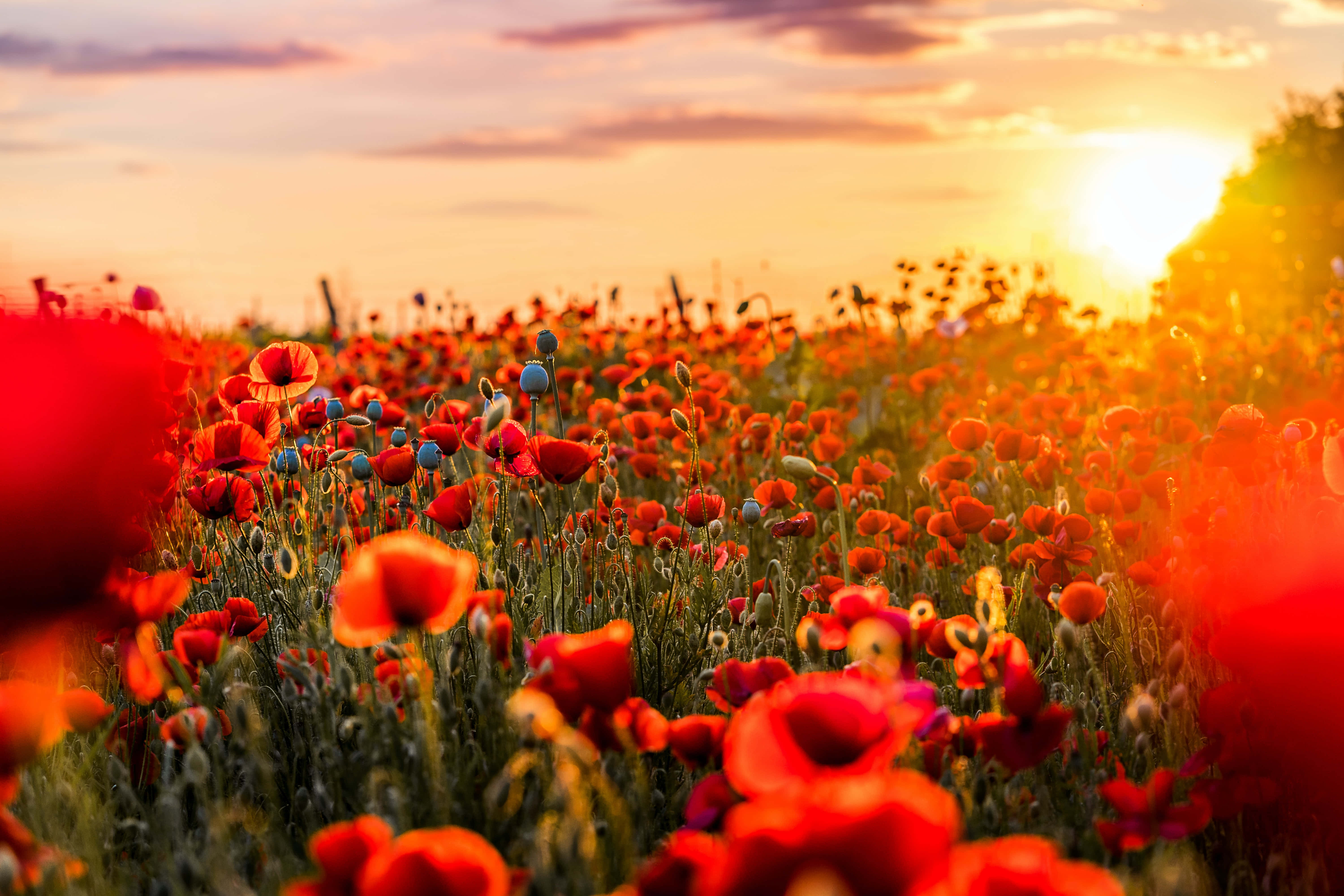 Poppy Field, sunset, vibrant red poppies, 5K Desktop Wallpaper
