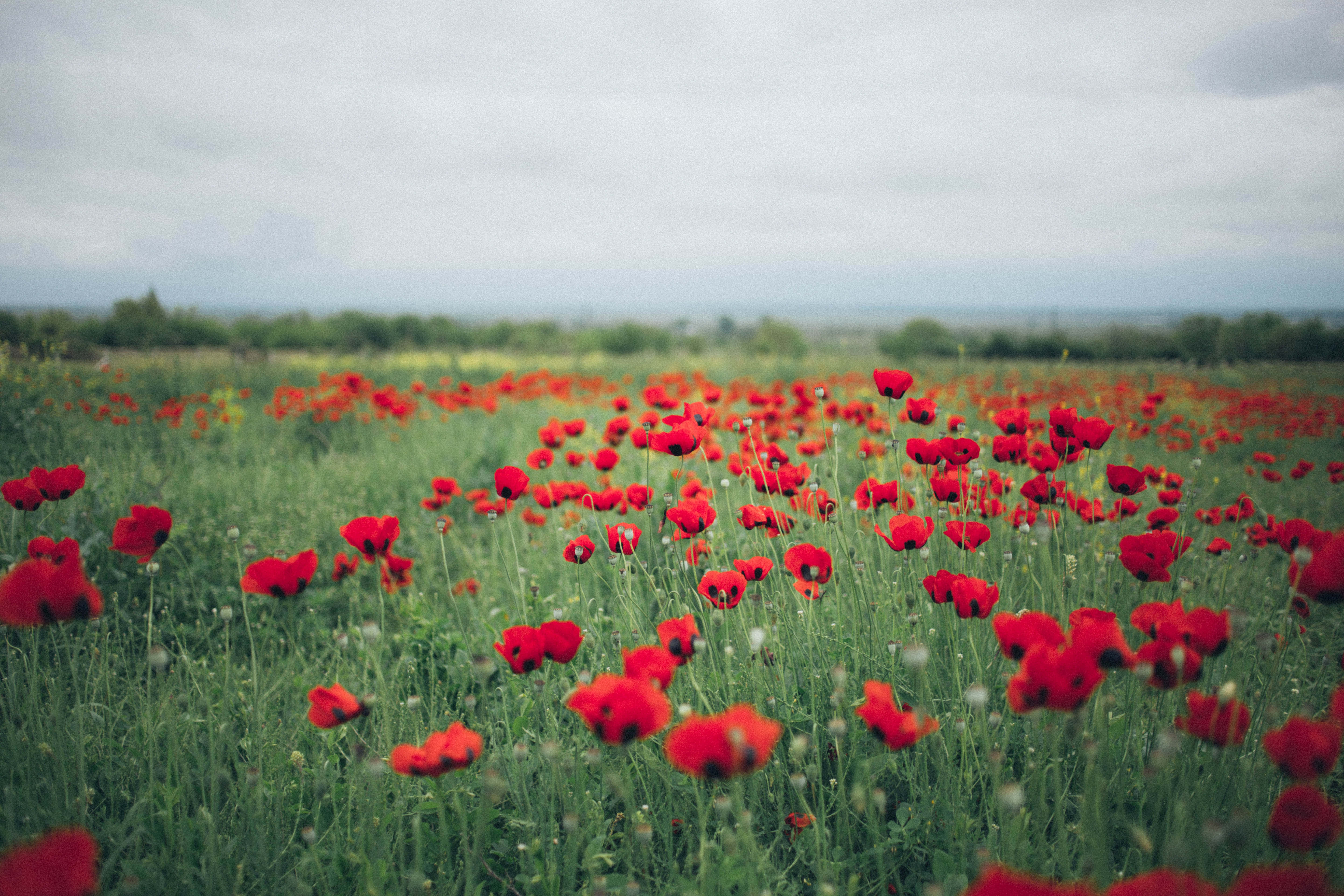 Poppy Field, vibrant red poppies, soft green grass, 5K Desktop Wallpaper