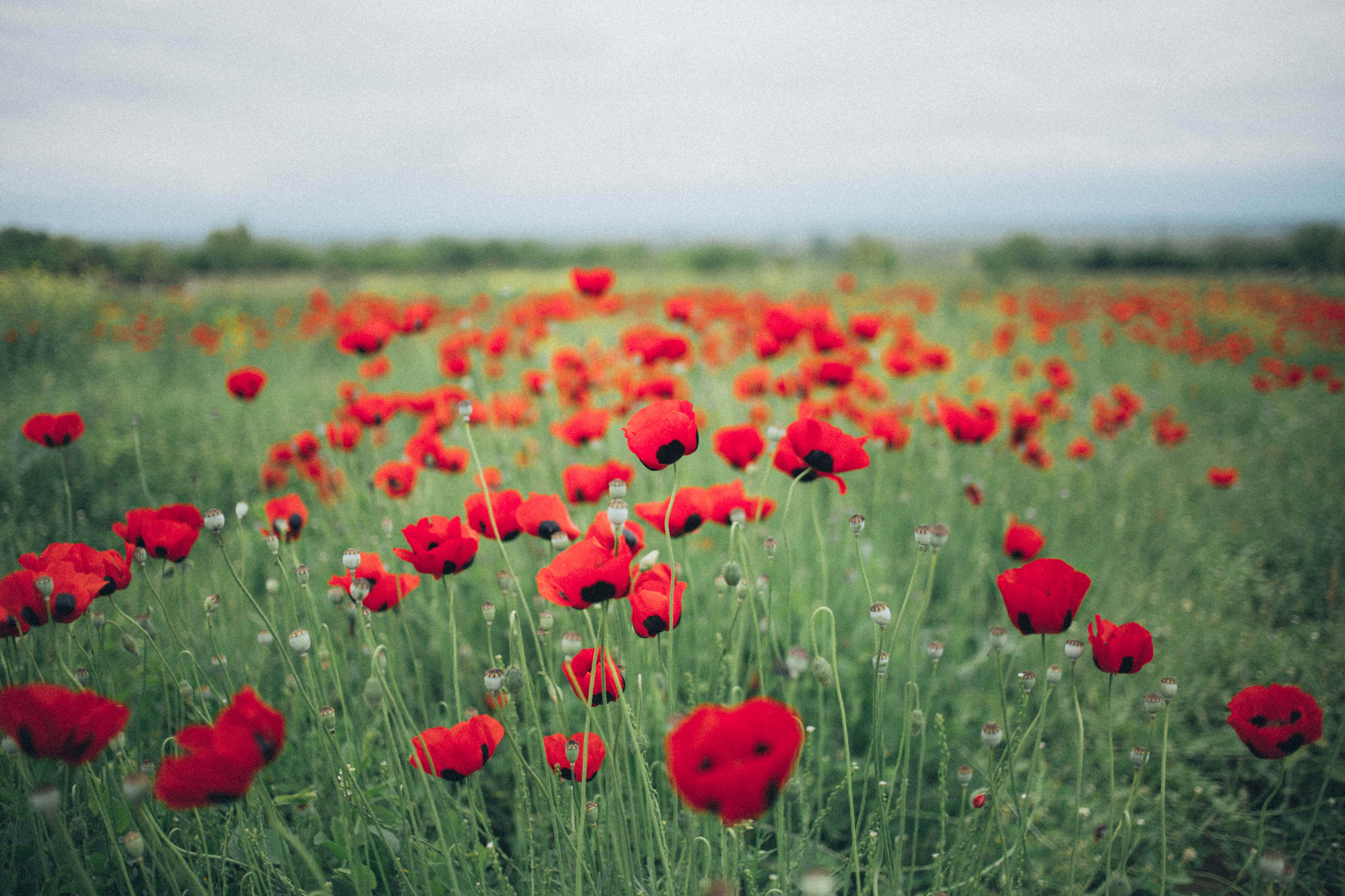 Poppy Field, vibrant red poppies, muted gray sky, 5K Desktop Wallpaper